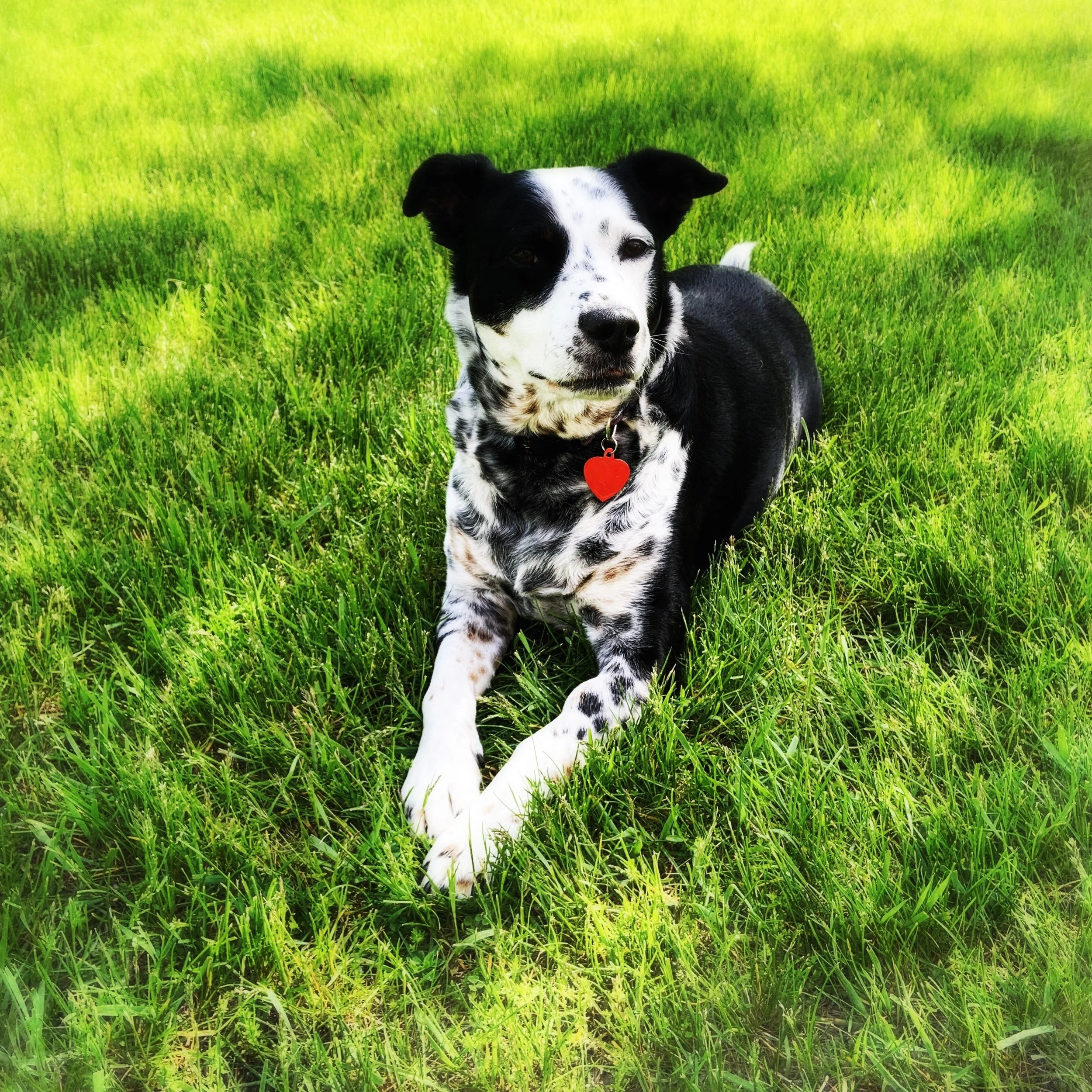 A black and white dog sitting in the springtime grass looking at the person who loves him most.