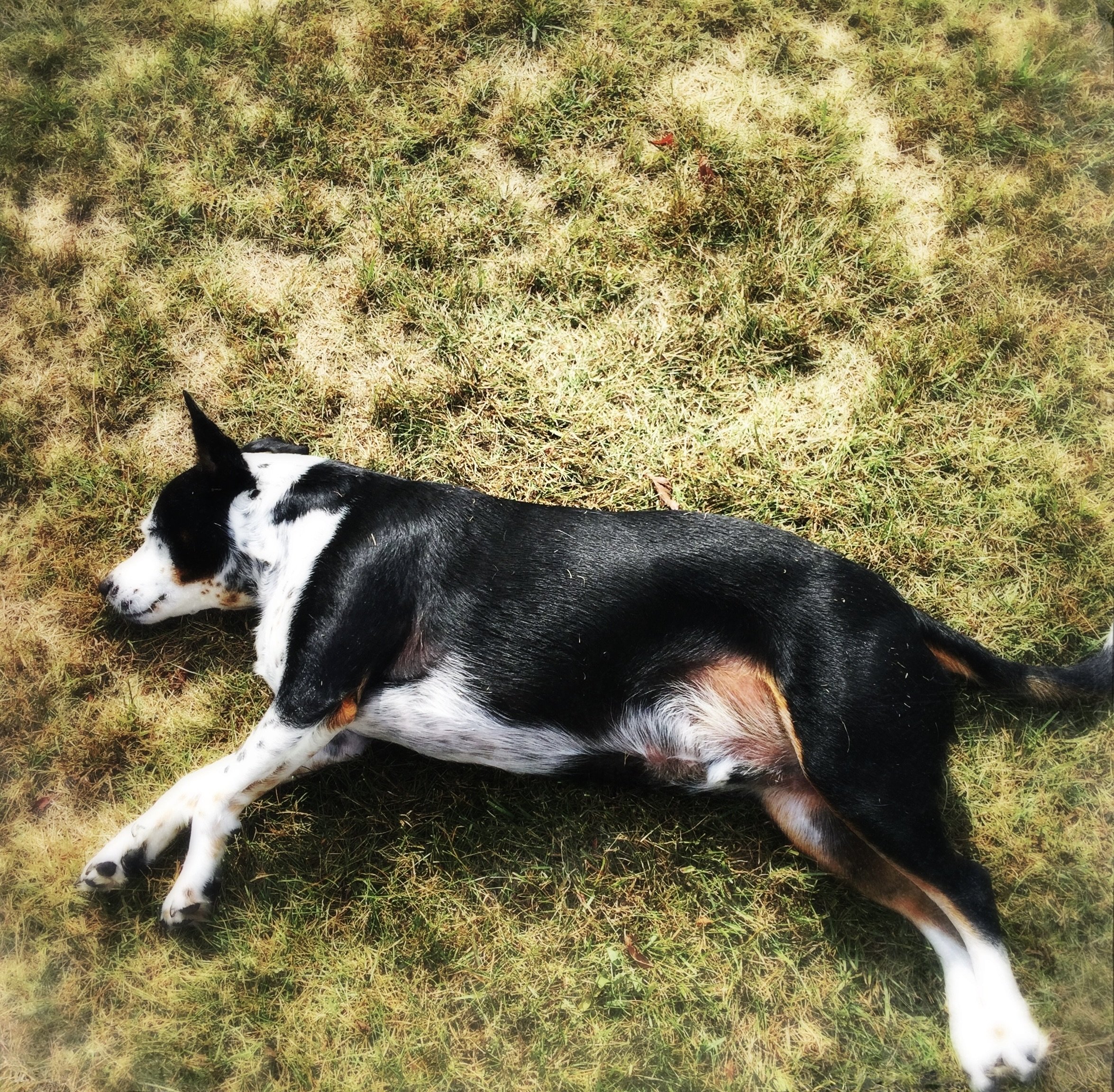 A black and white dog lying on his side completely relaxed on the grass with sun shining on him with the person who loves him most.