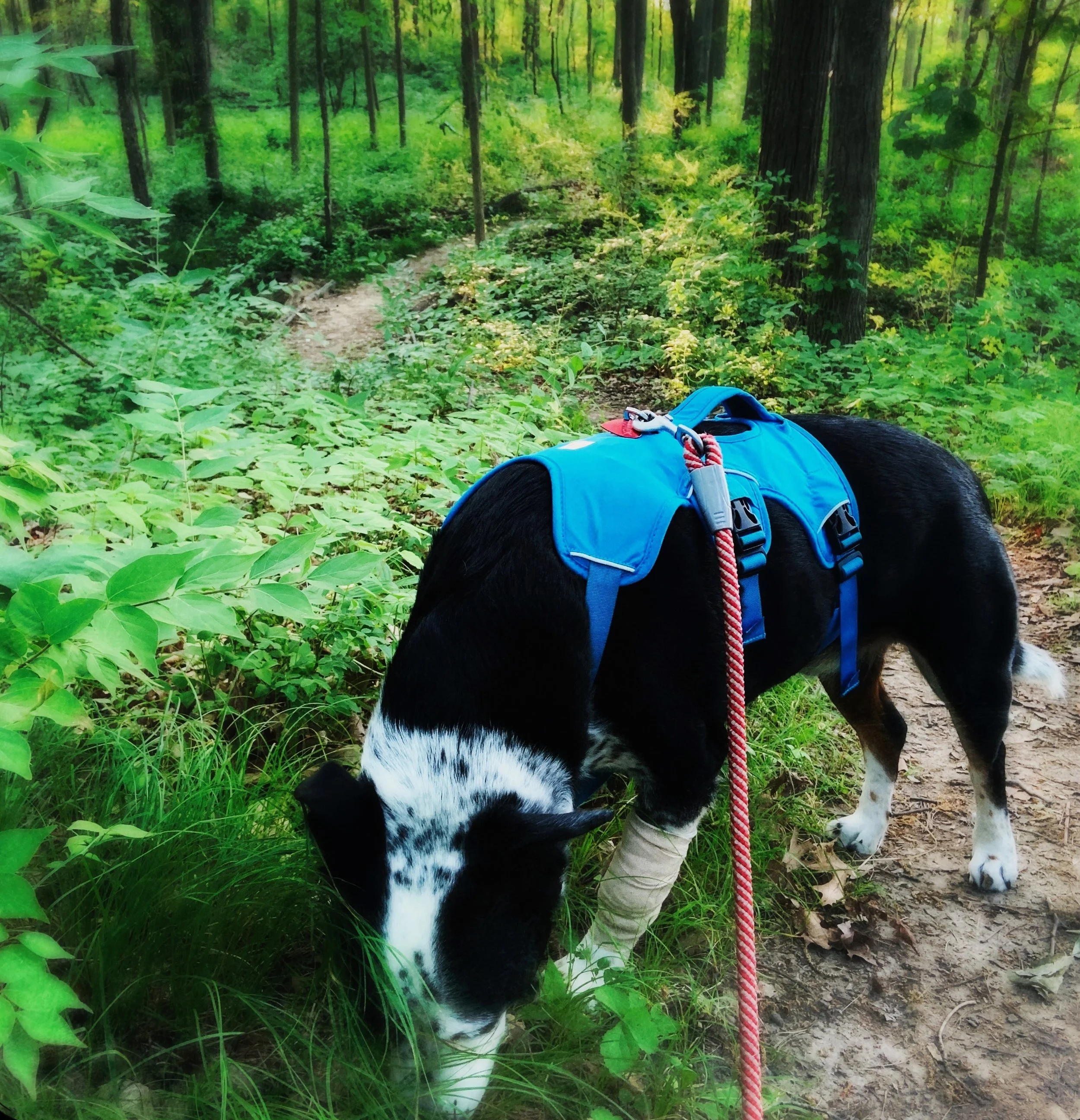 A black and white dog exploring the smells of the forest with his nose to the ground on a sparse path with the person who loves him most.