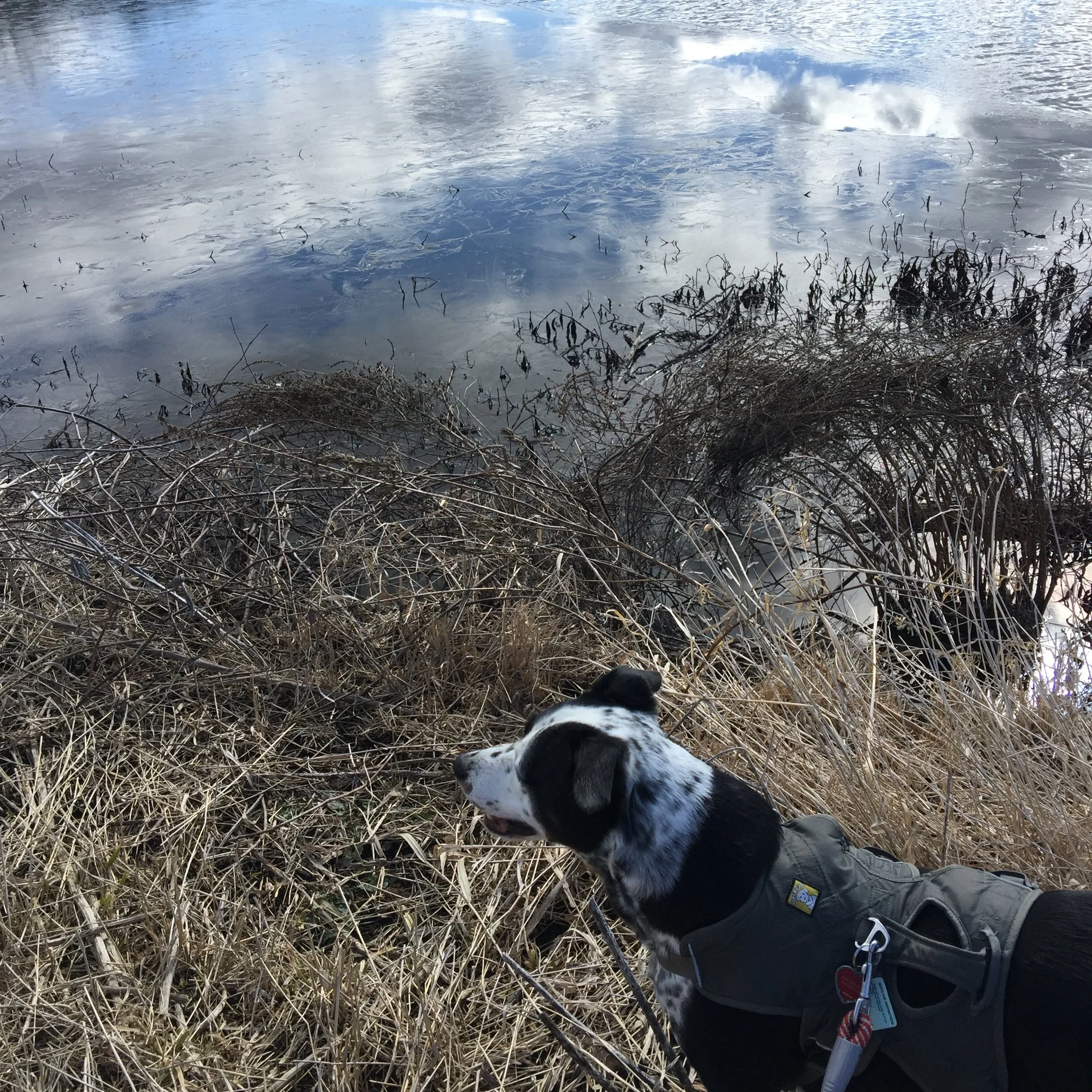 A black and white dog looking over a a half frozen pond with the person who loves him most.