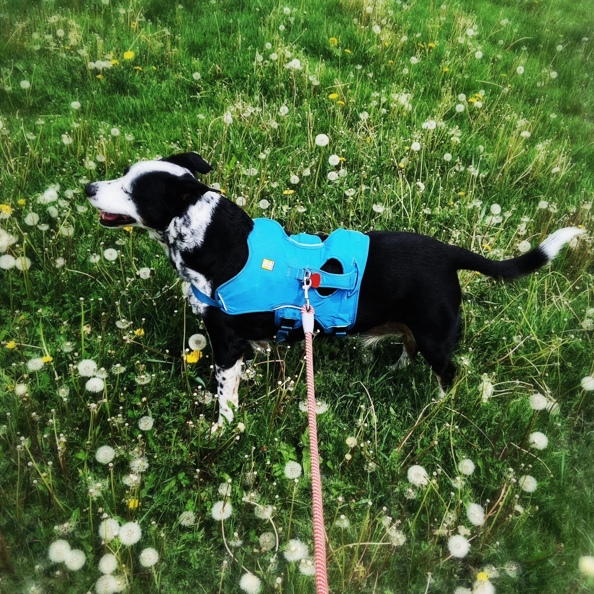 A black and white dog smiling in a grassy field of dandelions in spring with the person who loves him most.