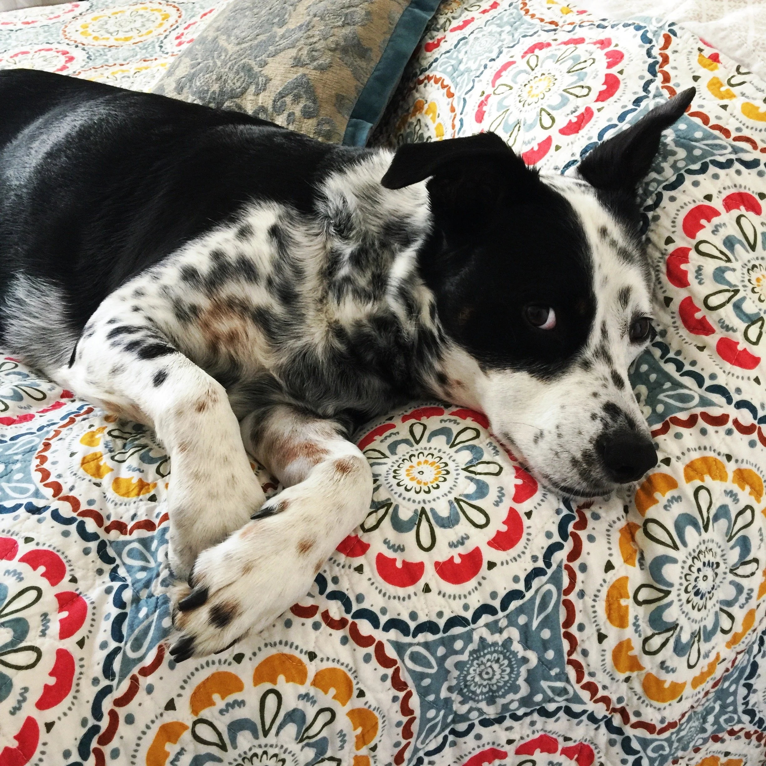 A black and white dog rests on a colorful quilt on a bed looking at the person who loves him most.