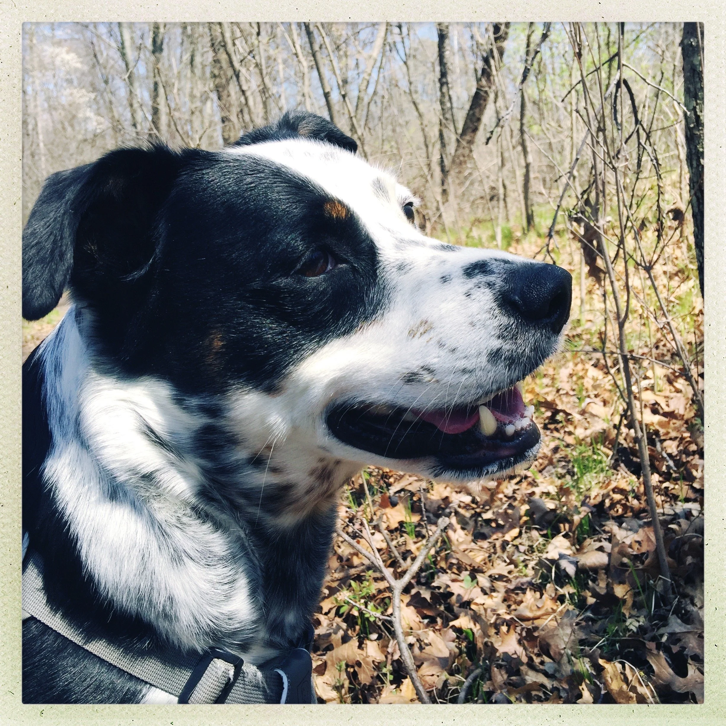 A black and white dog stands in a forest budding out in spring sun with the person who loves him most.