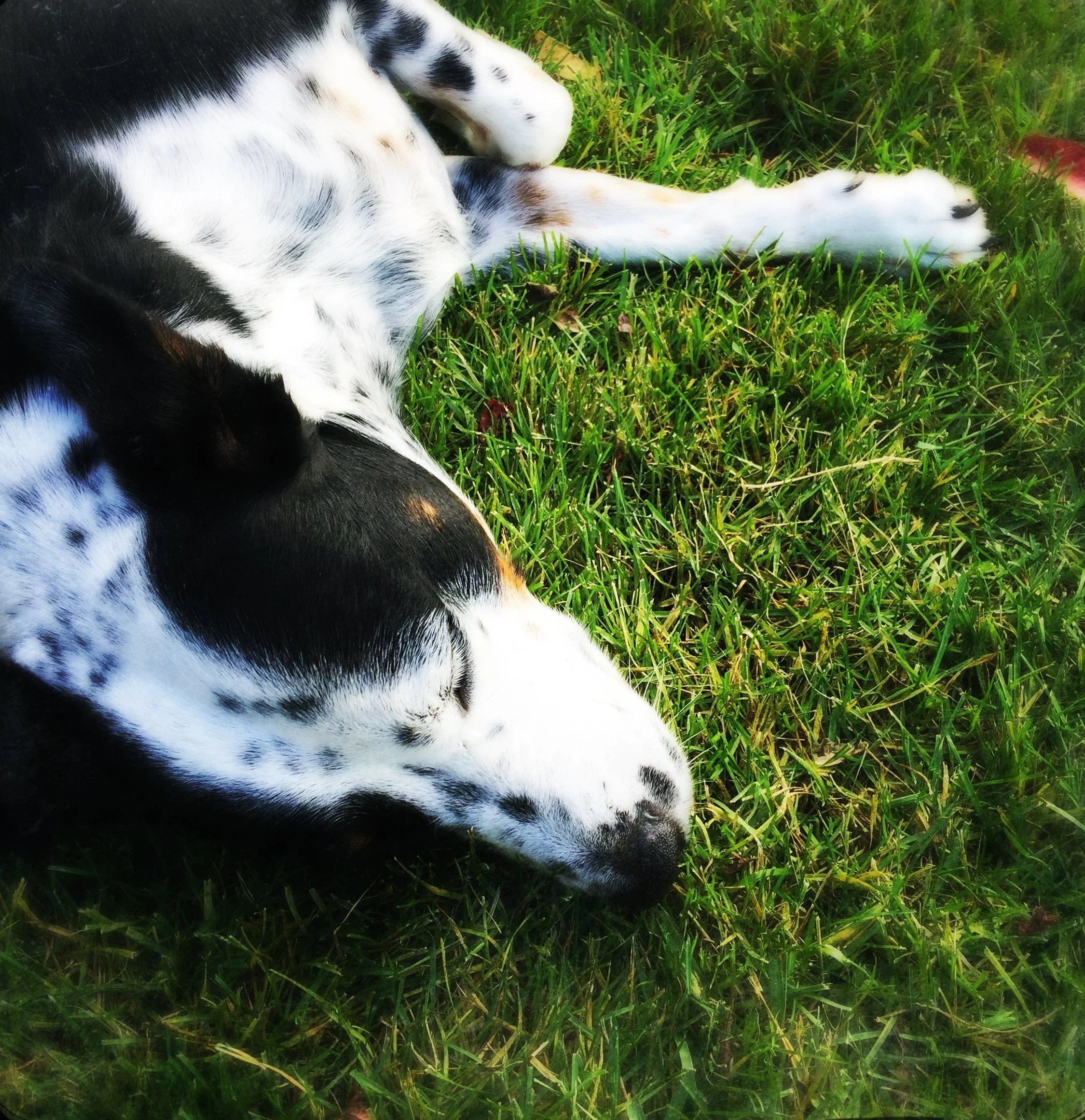 A black and white dog rests on the grass in summertime.