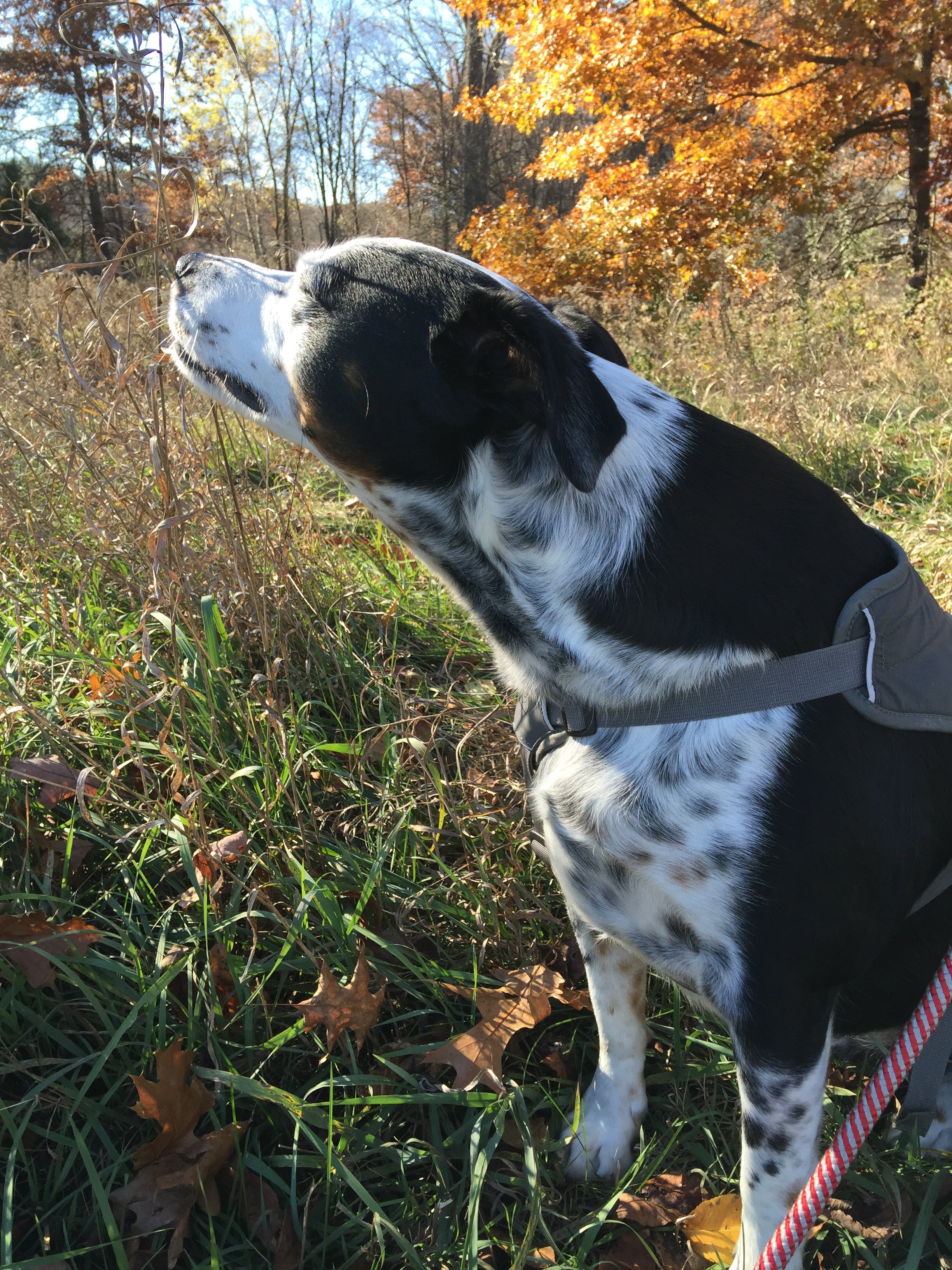 A black and white dog sniffs grasses at the edge of a forest with the person who loves him most.