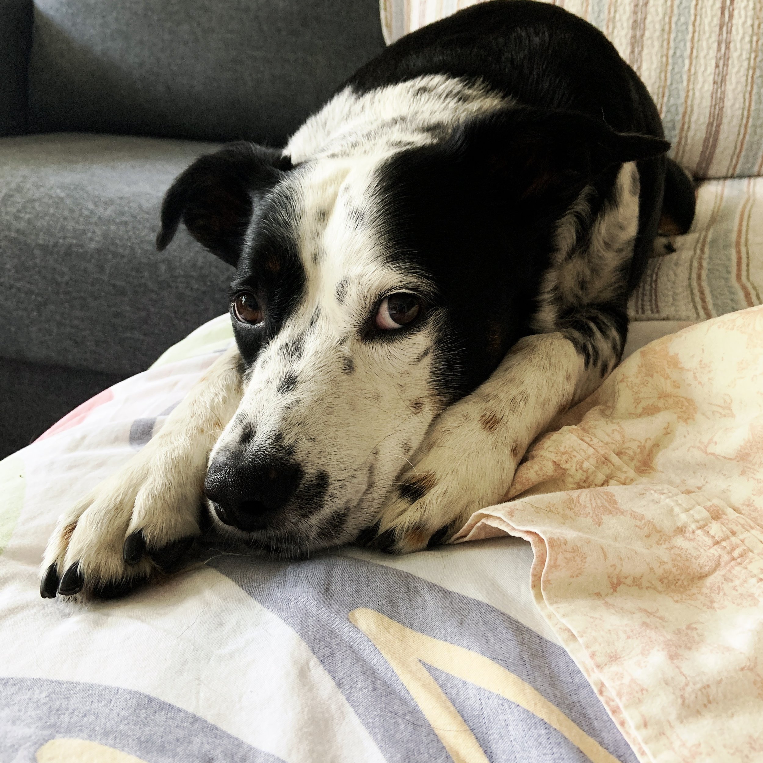 A black and white dog resting on a couch looking at the person who loves him most.