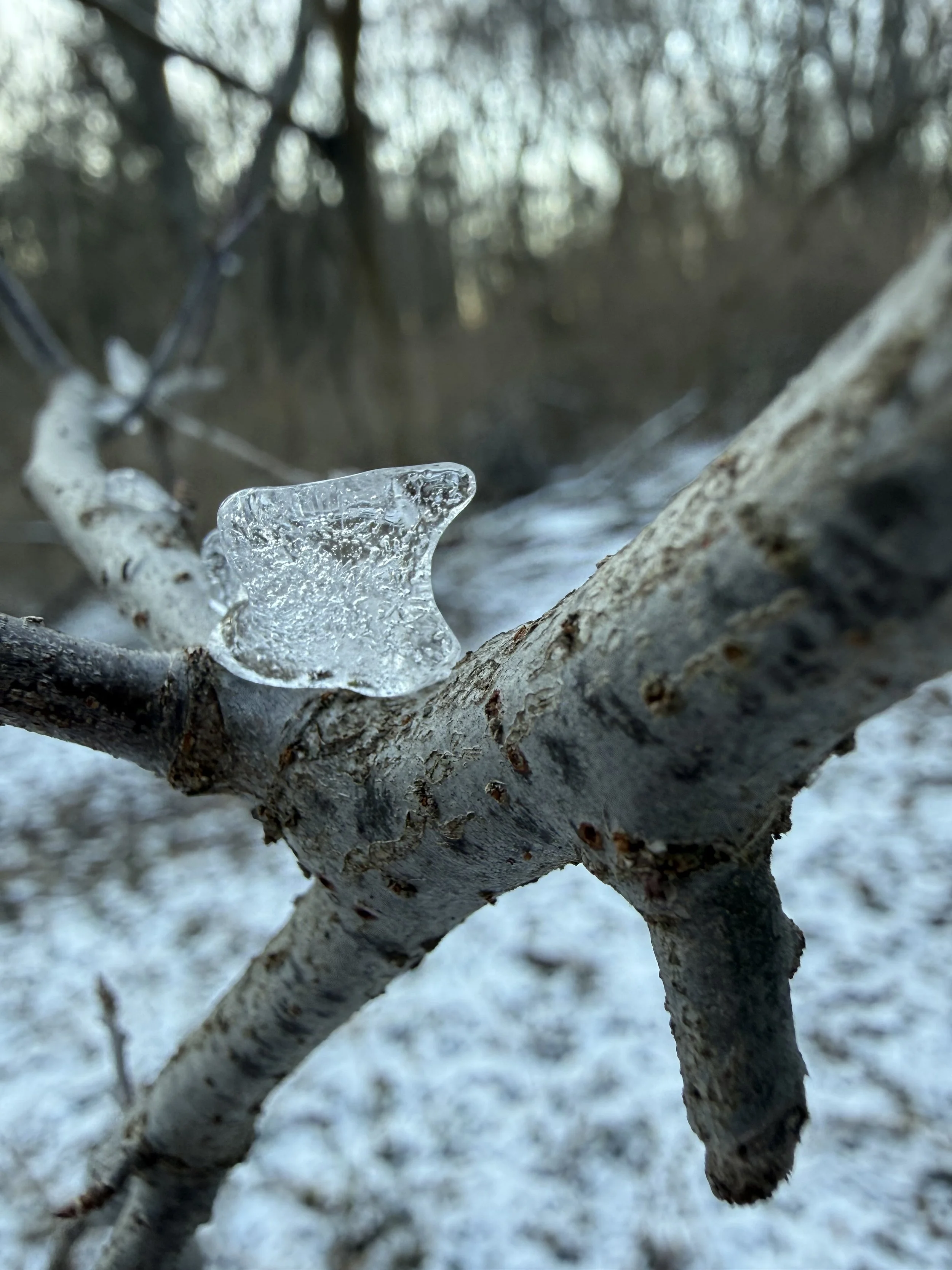 A small smoothly shaped piece of ice on a branch at the edge of a deep forest at sunset.