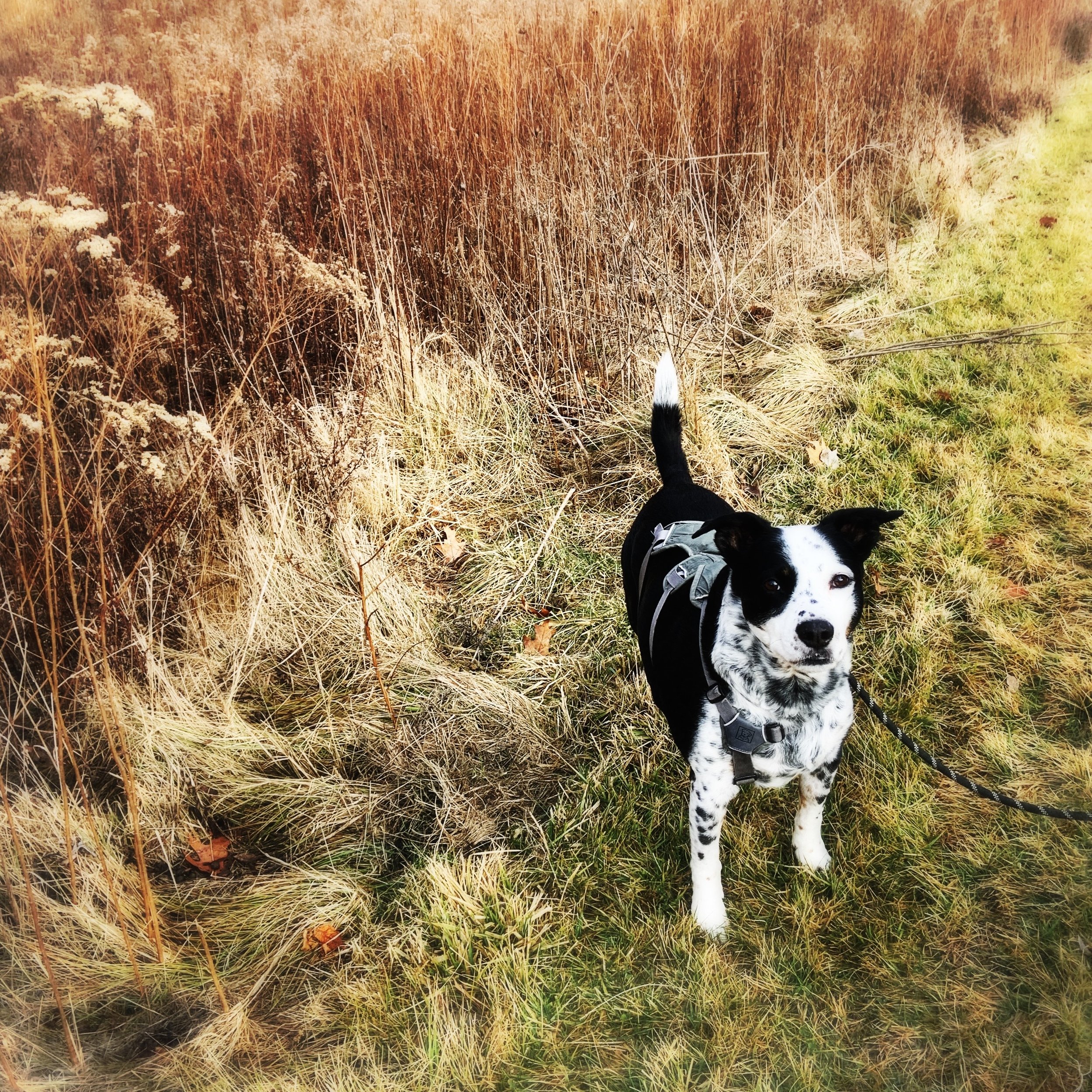 A black and white dog stands along a meadow path looking at the person who loves him most.