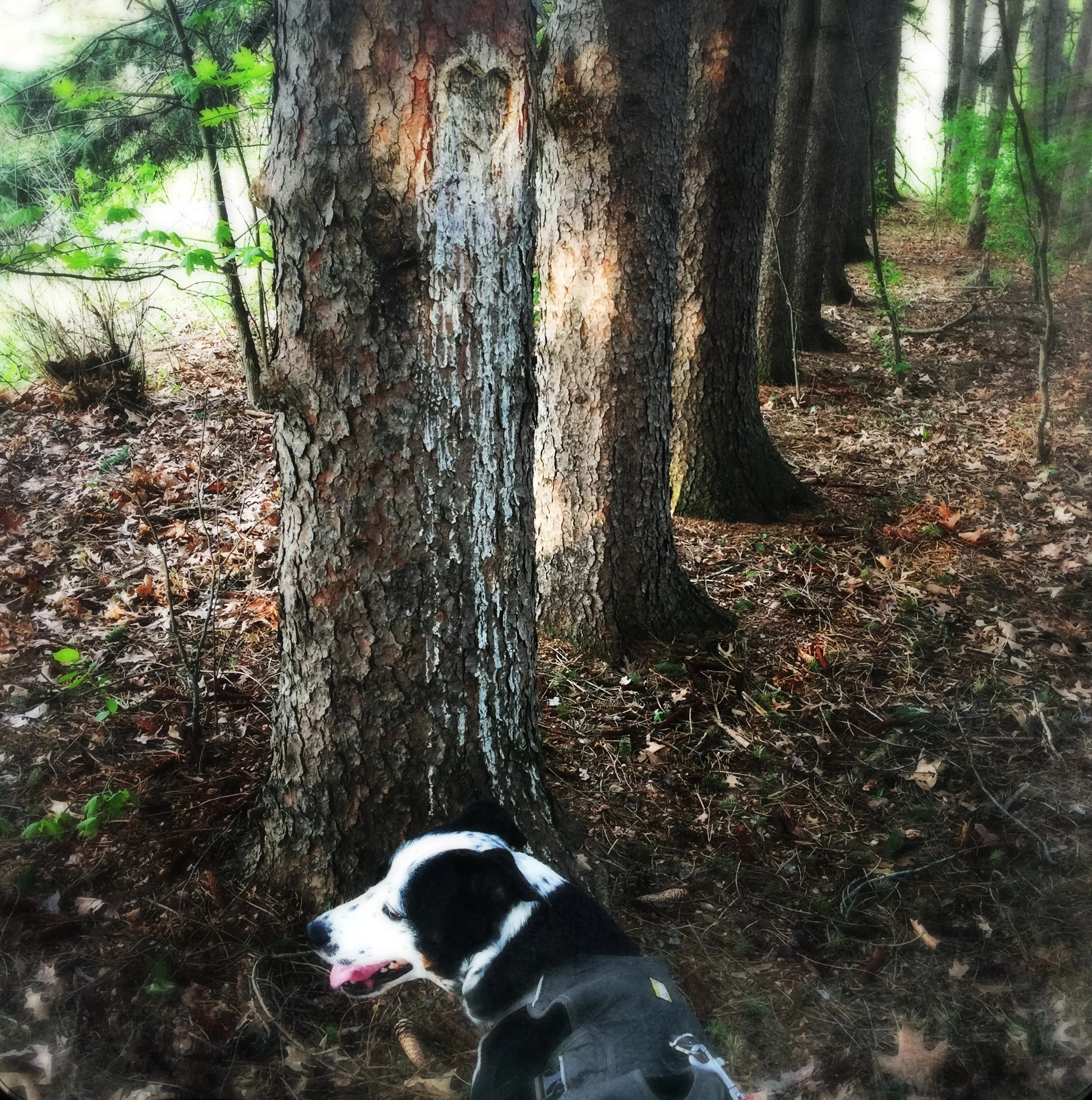 A black and white dog walks through a jack pine forest  with the person who loves him most.