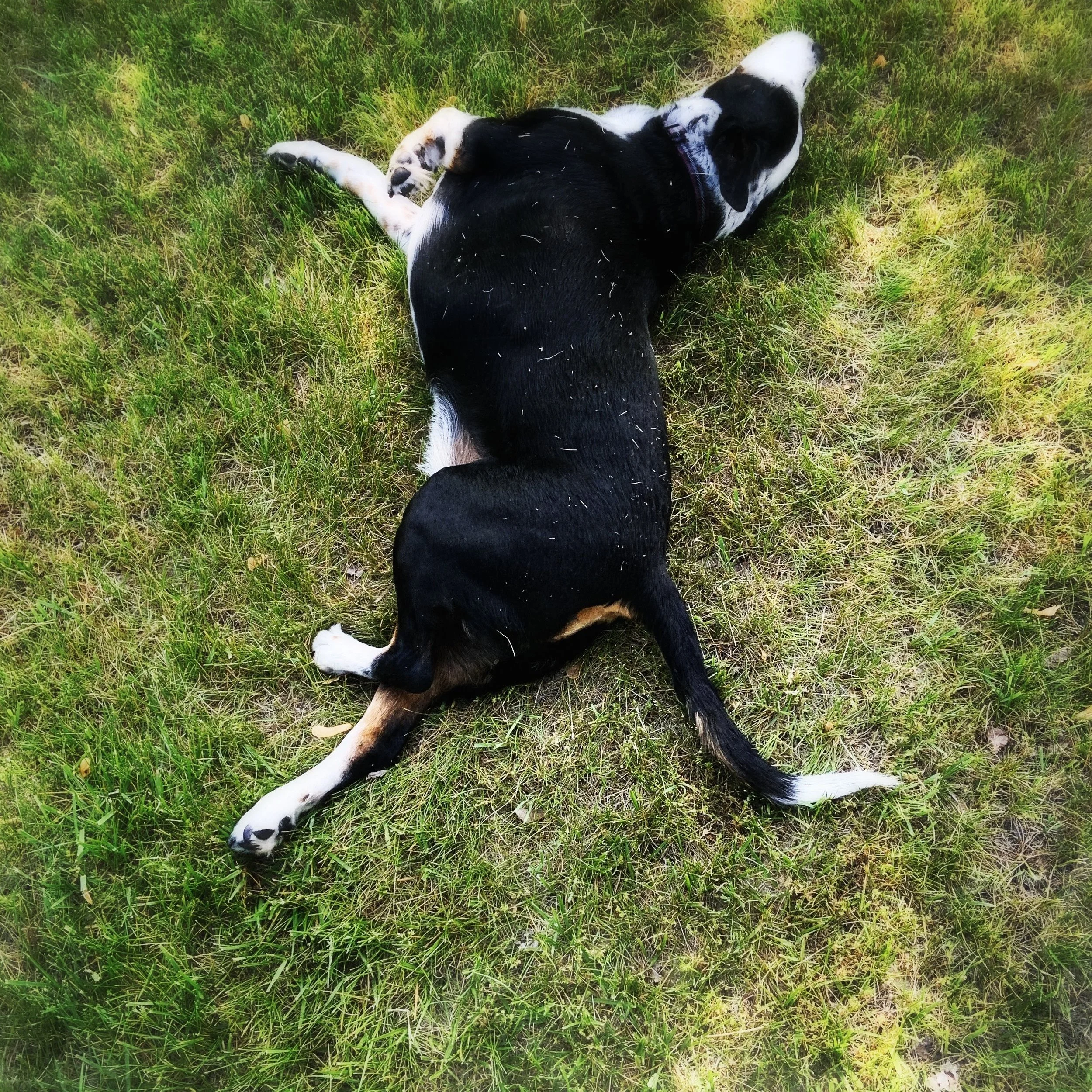 A black and white dog lying in the summer grass with the person who loves him most.