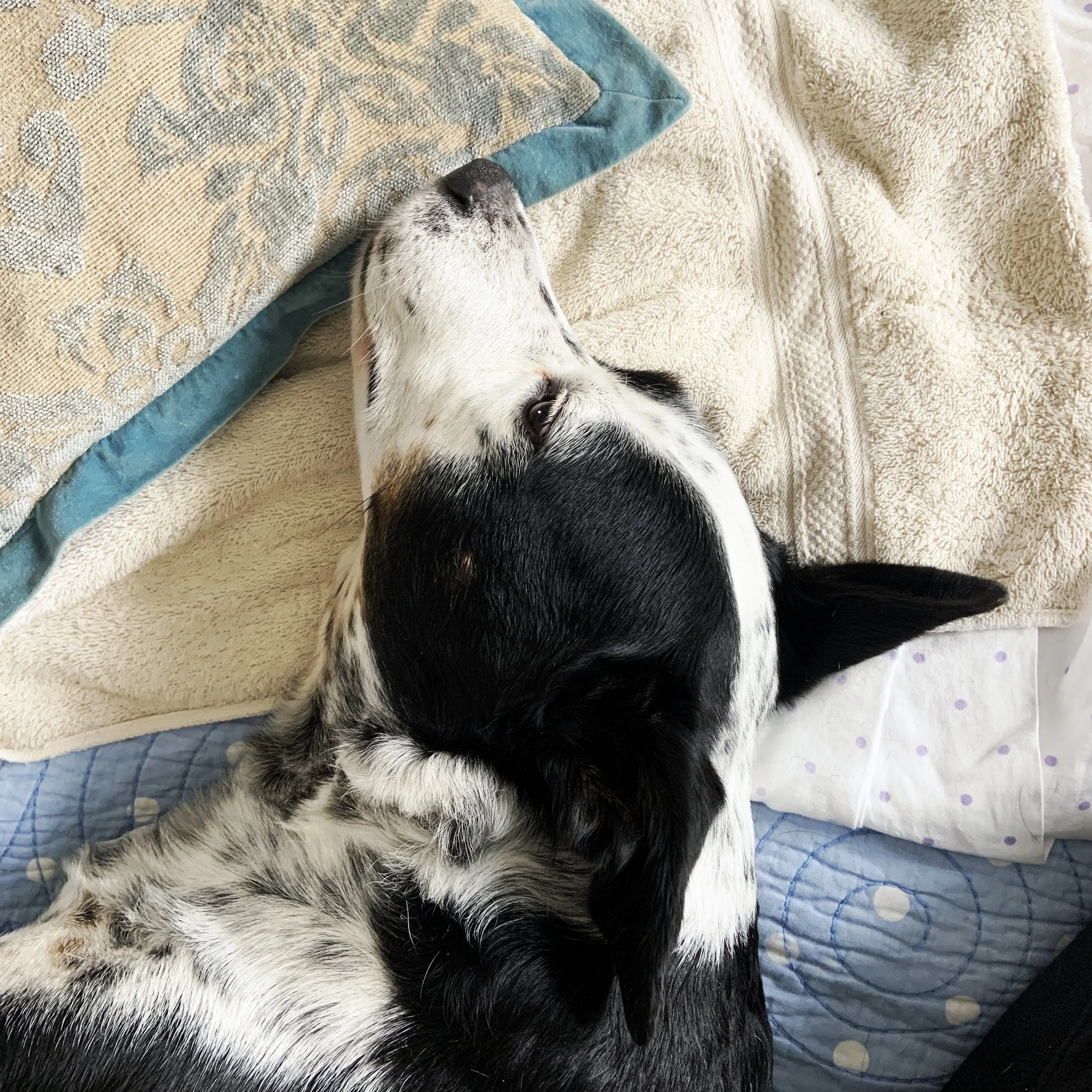 A black and white dog lying on a couch with the person who loves him most.
