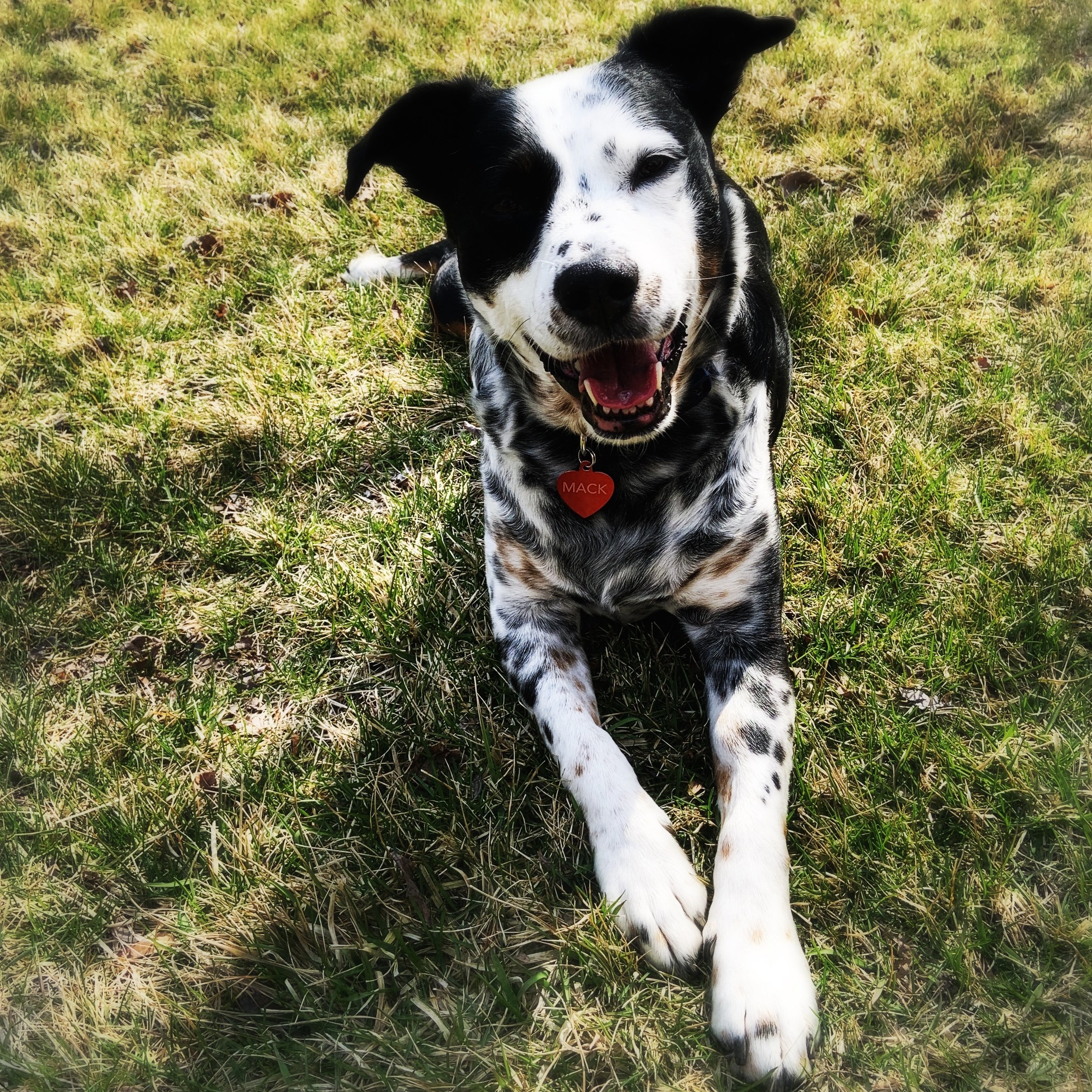 A black and white dog laying in spring grass smiling at the person who loves him most.