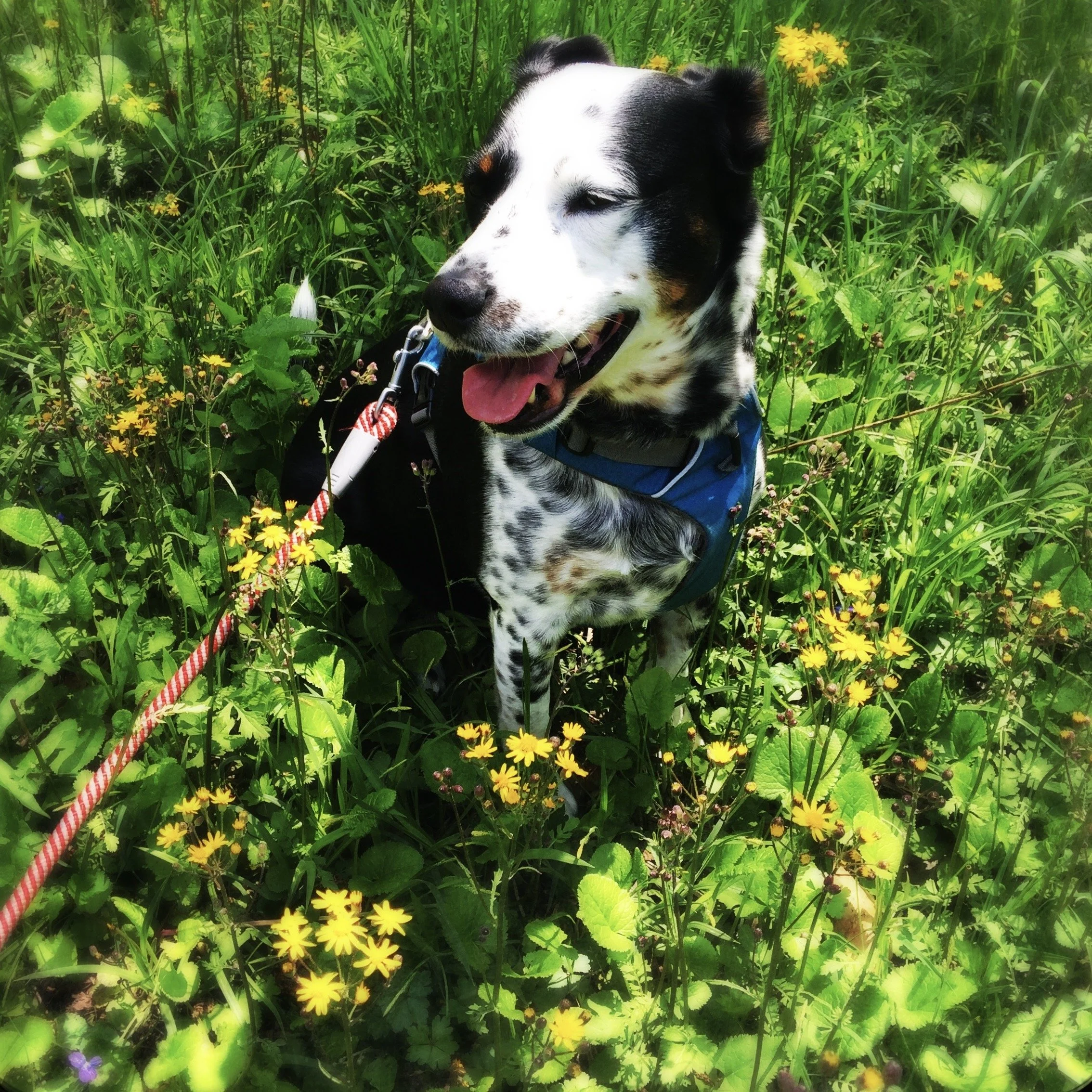 A black and white dog smiles on a wooded path on a sunny day among blooming wildflowers with the person who loves him most.