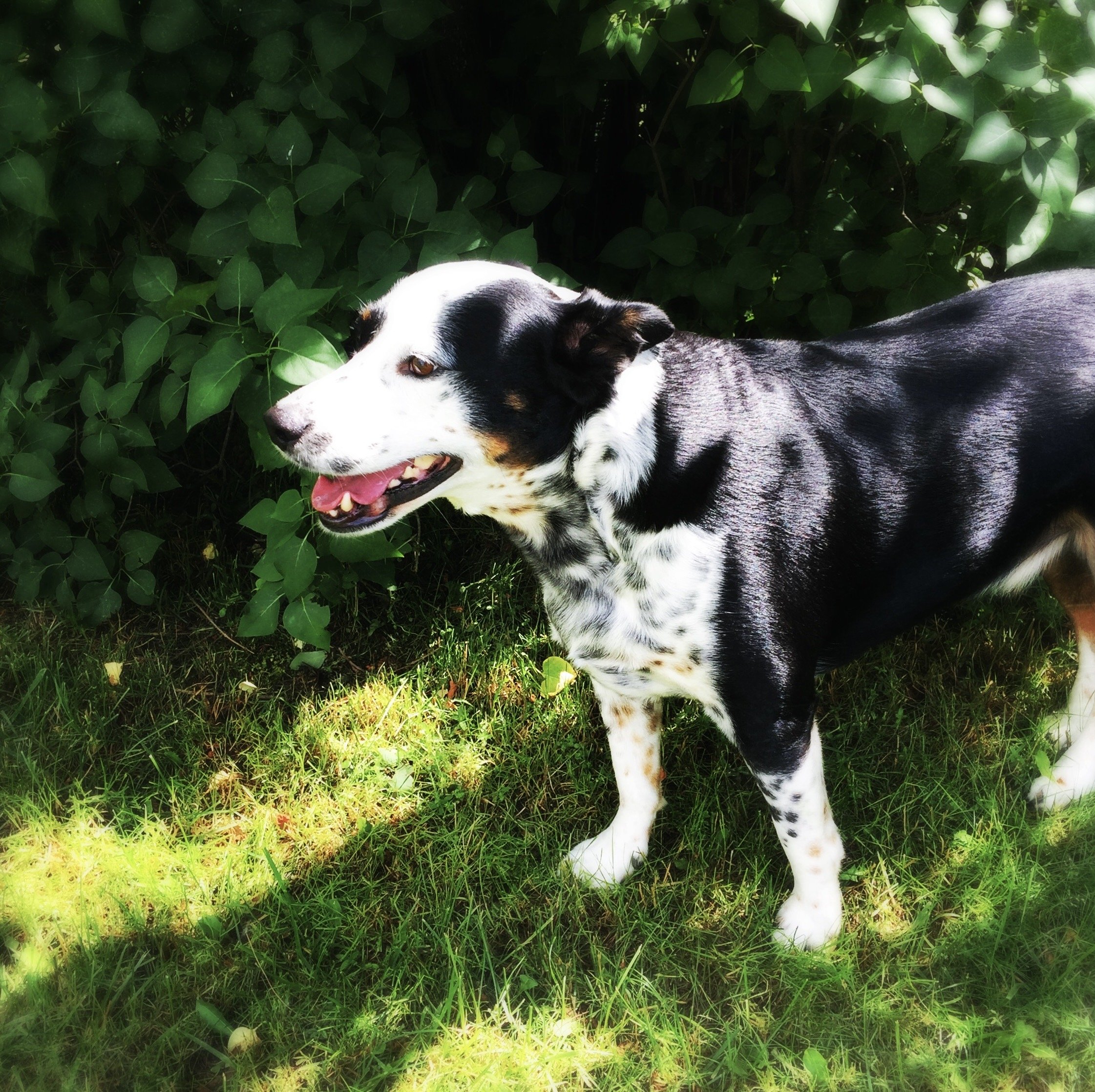 A black and white dog in June standing in front of a lilac bush with the person who loves him most.