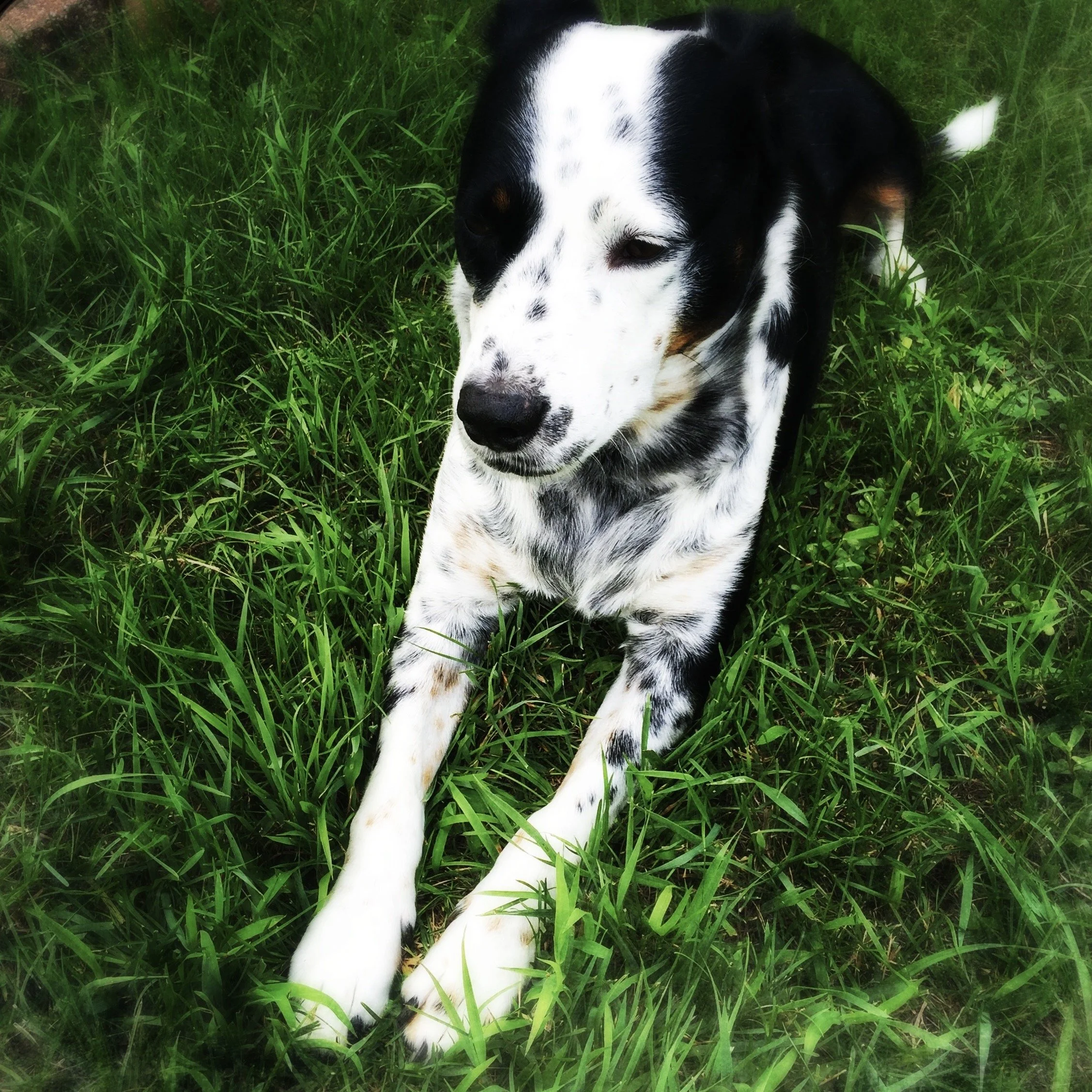 A black and white dog lyng in the summer grass with the person who loves him most.