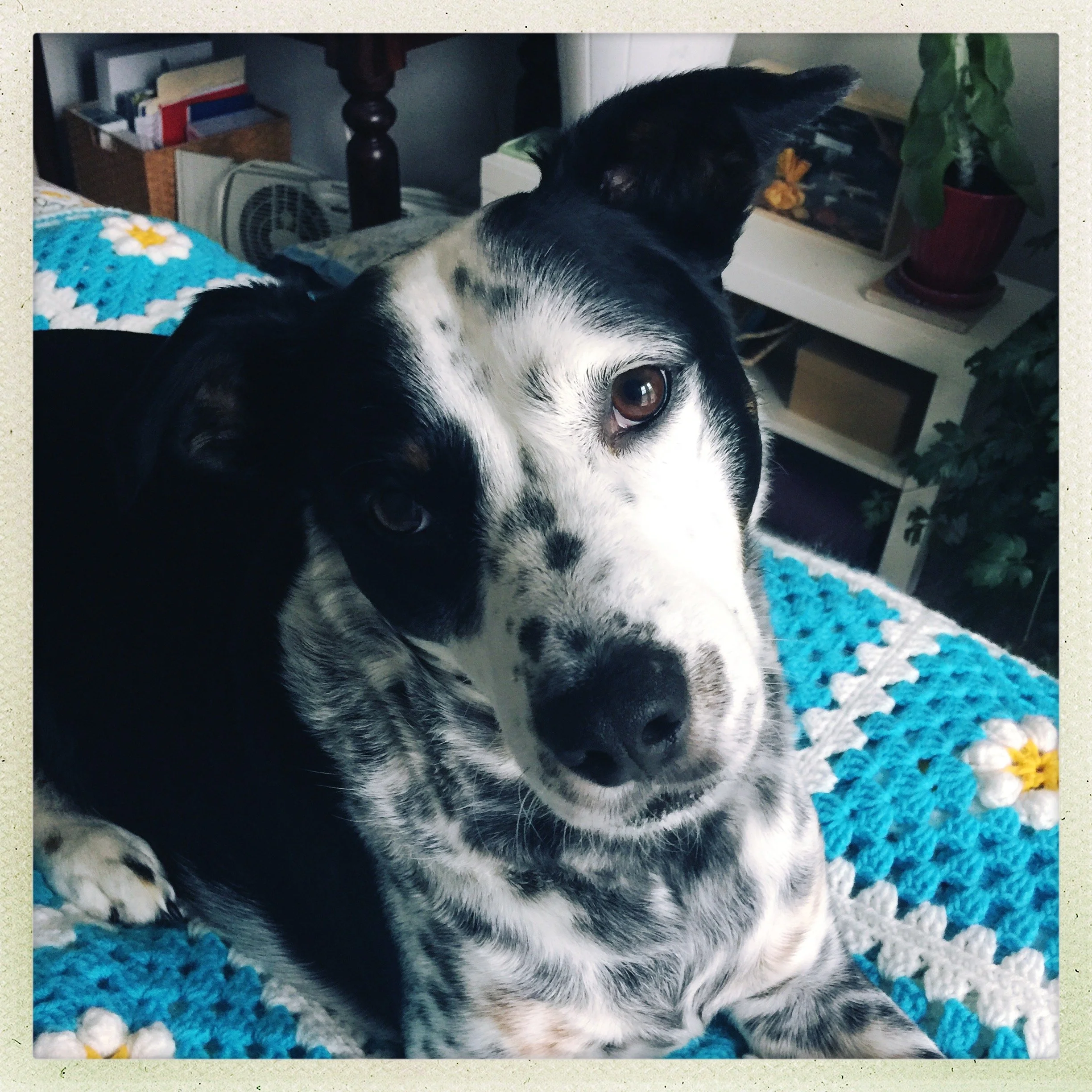 A black and white dog sits on bed looking at the person who loves him most.