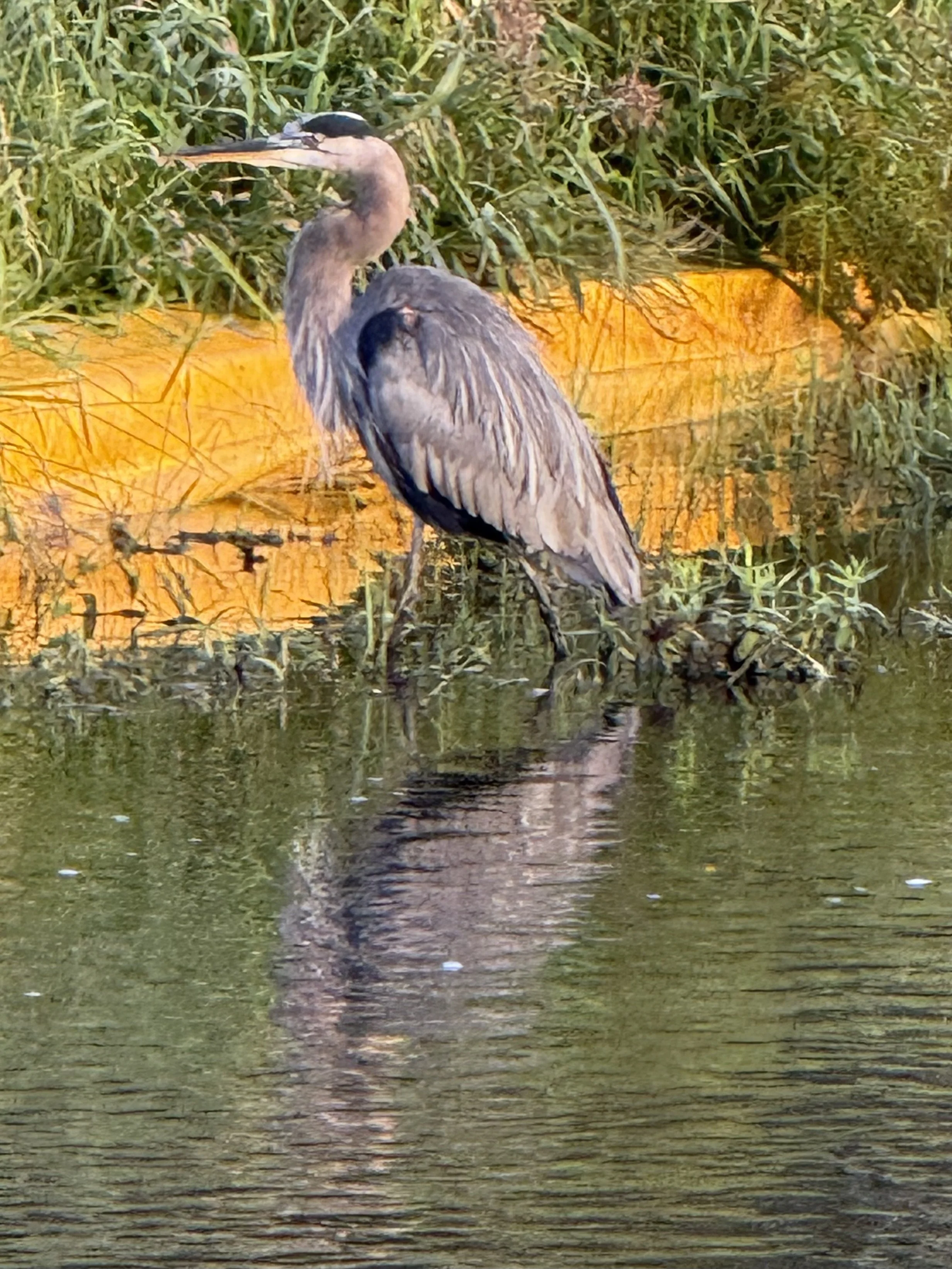 Morning sun on a great blue heron fishing in a creek.