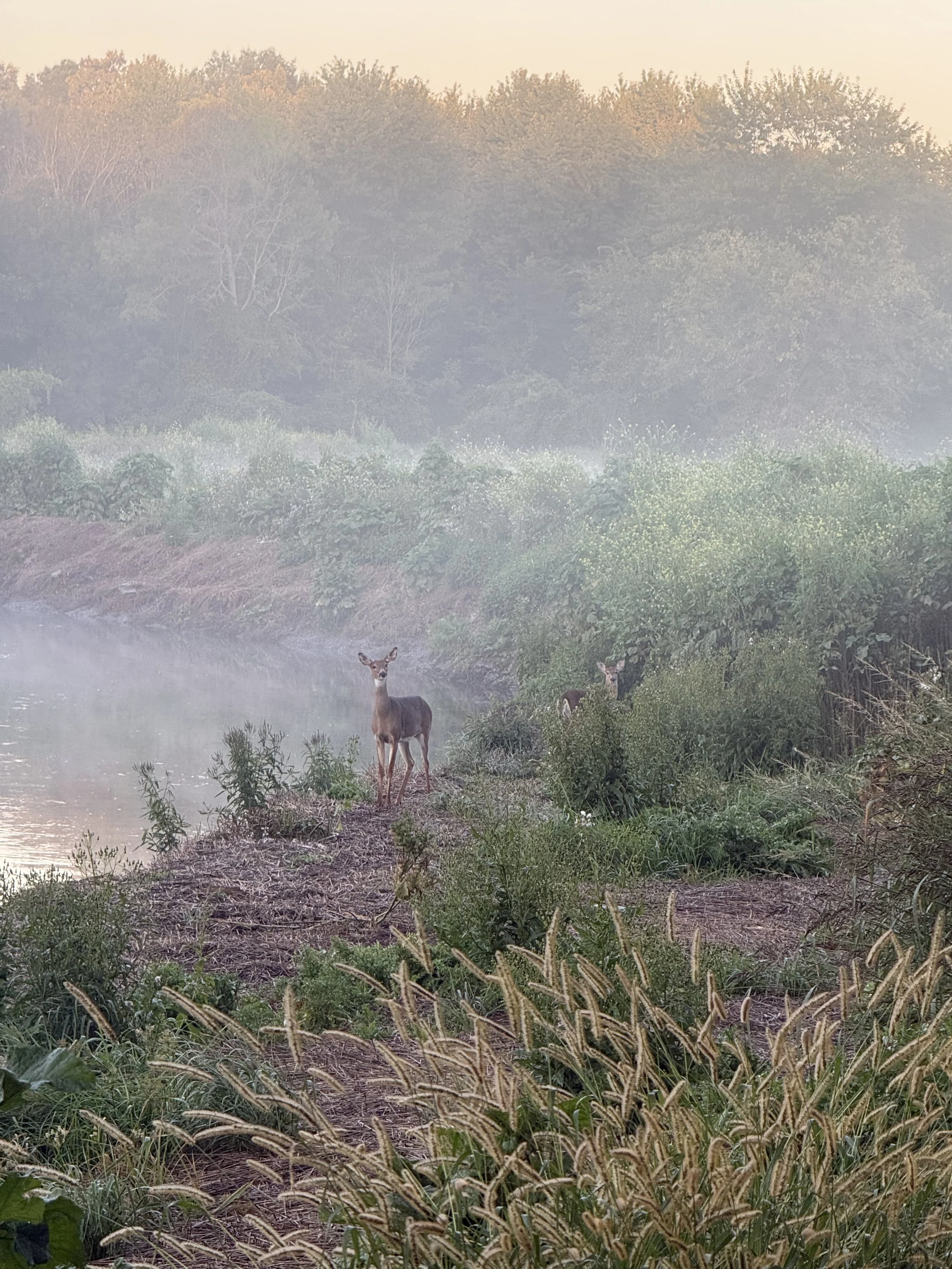 Two deer at the edge of a creek at sunrise on a foggy September sunrise.