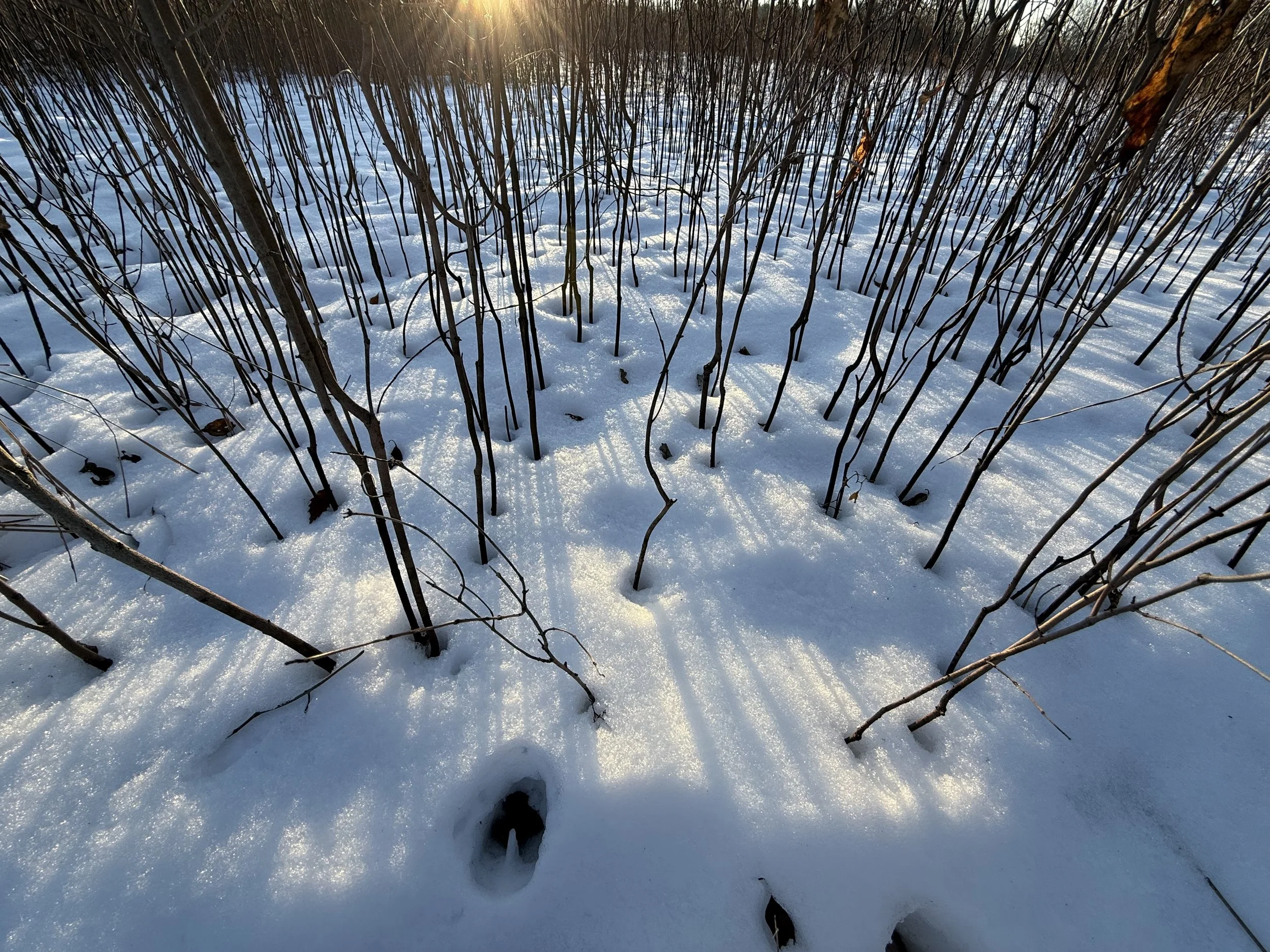 A view of dried wildflower stalks in snow with late-day blue shadows and a deer hoof print.