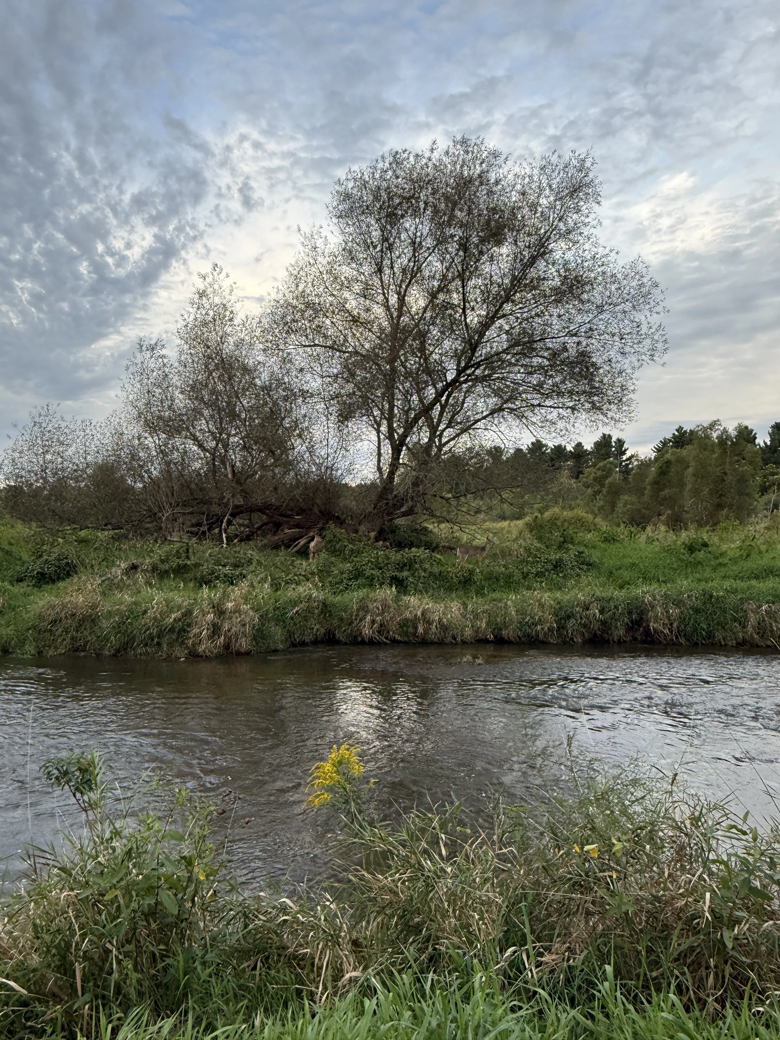 Two deer at the edge of a creek at the base of a old willow tree on a cloudy September morning.
