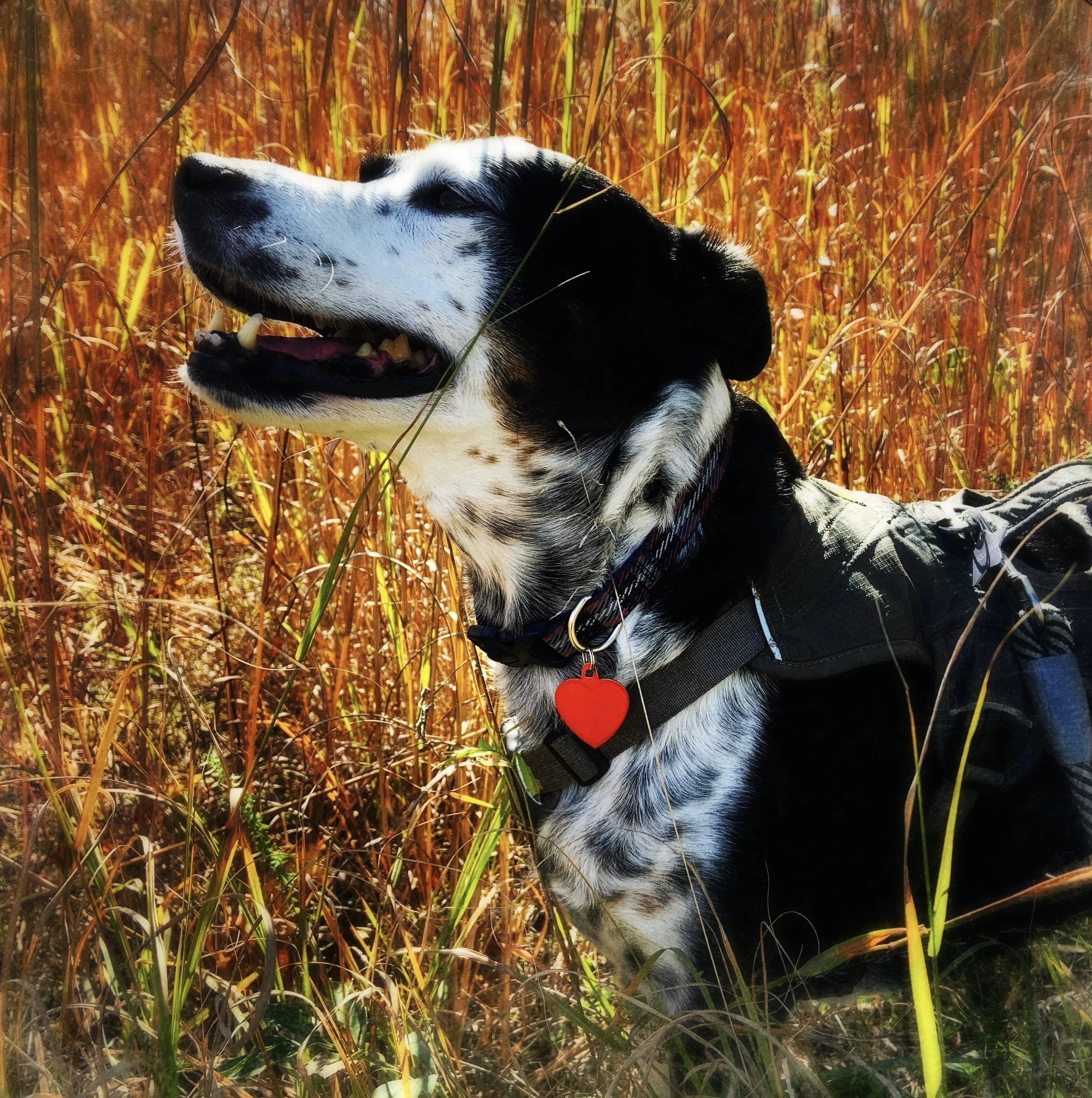A black and white dog stands happily in a field of tall grasses lit by the sun with the person who loves him most.
