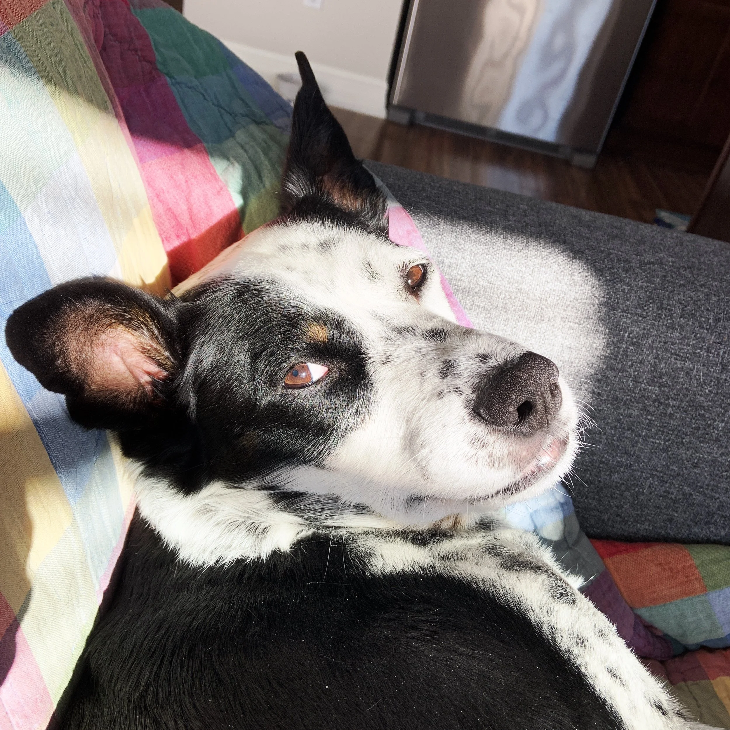 A black and white dog resting on a couch with morning sun on his face looking at the  person who loves him most.