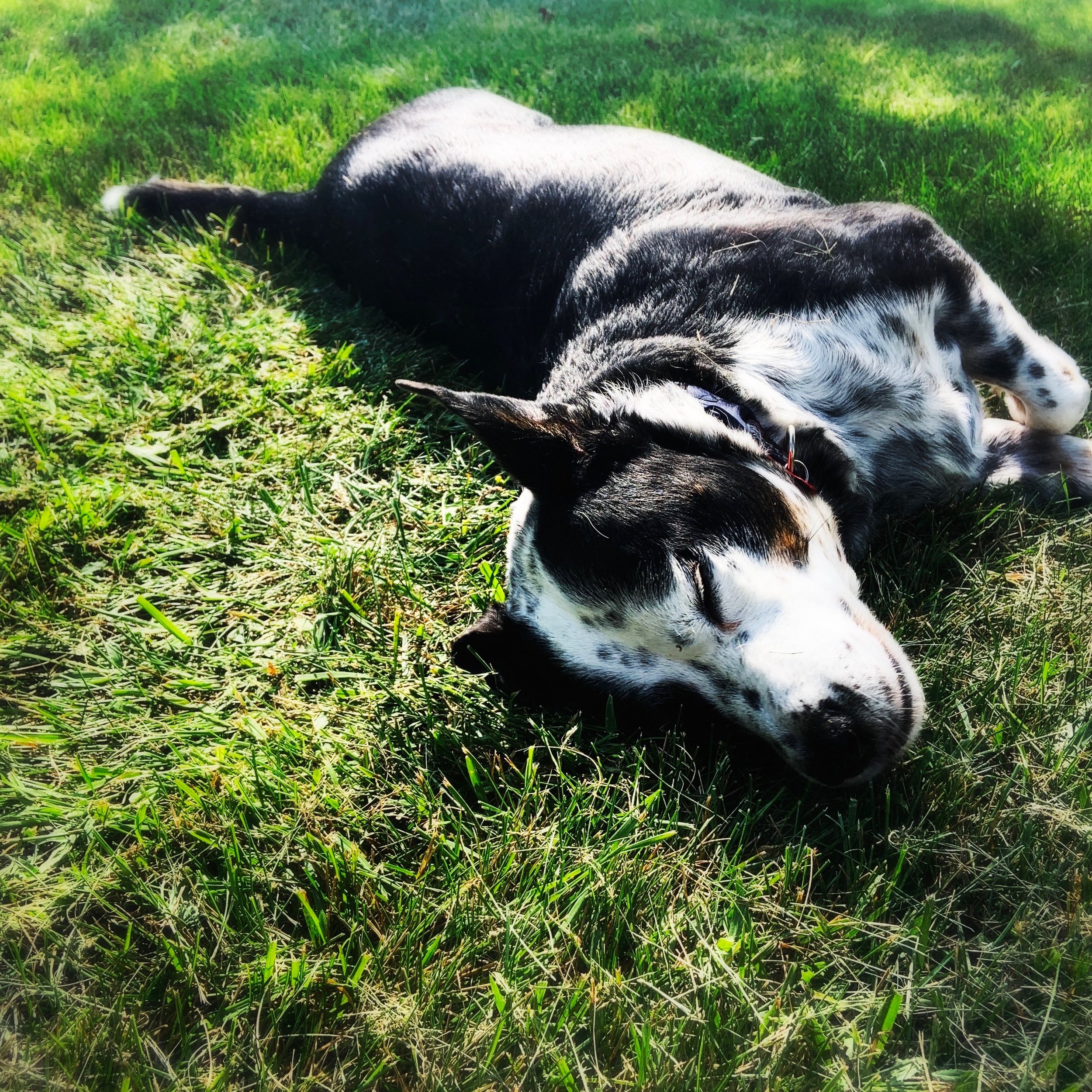 A black and white dog lays peacefully in the grace in light sun with the person who loves him most.