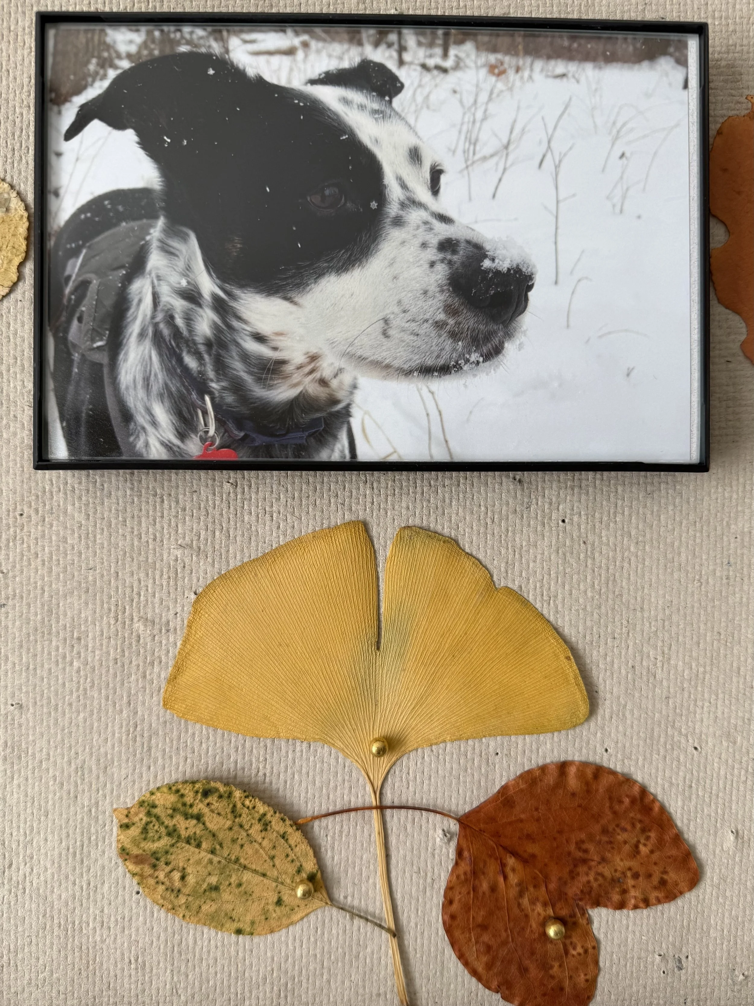 A black and white dog stands in the snow in a forest with the person who loves him most.