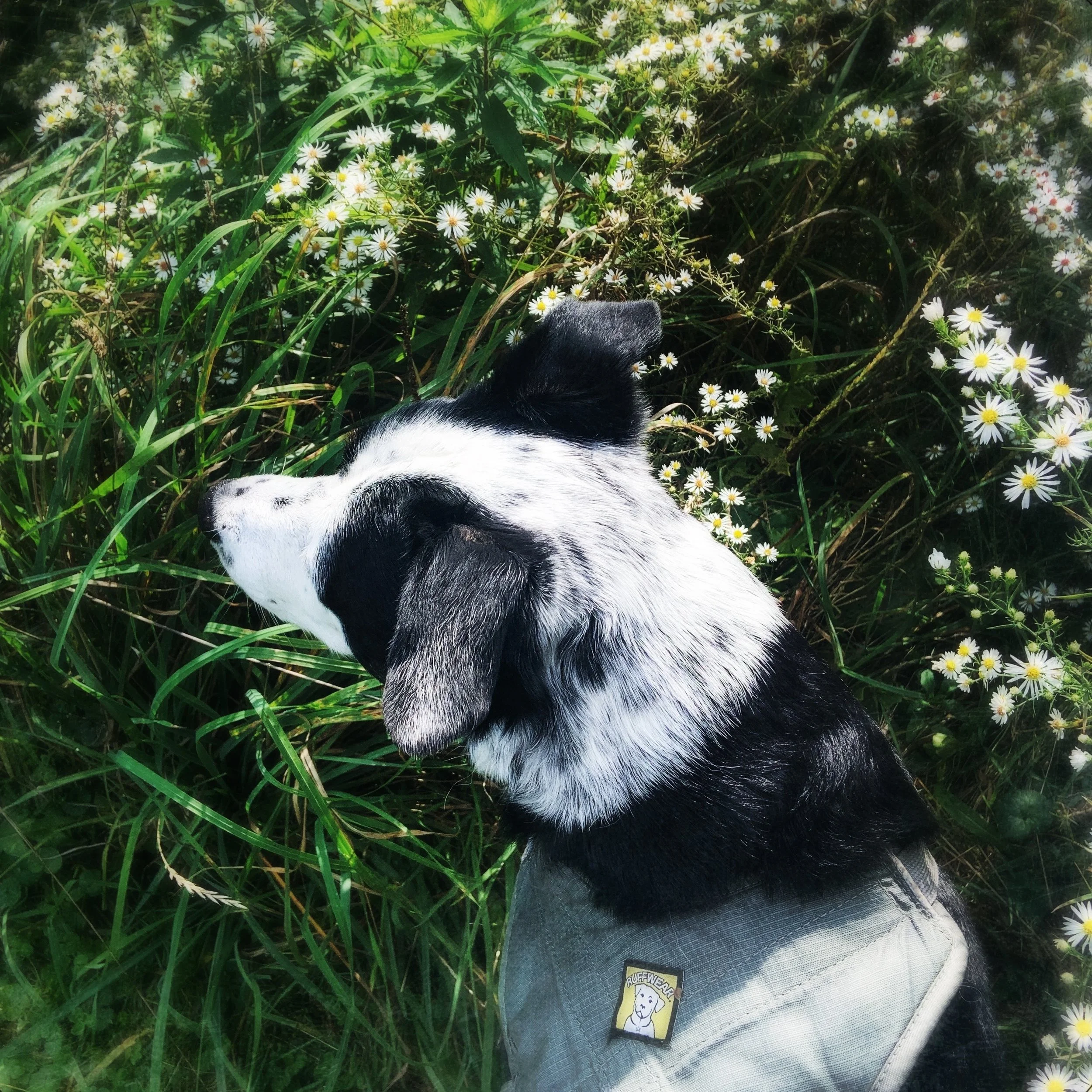 A black and white dog stands alert in a patch of white woodland aster with the person who loves him most.