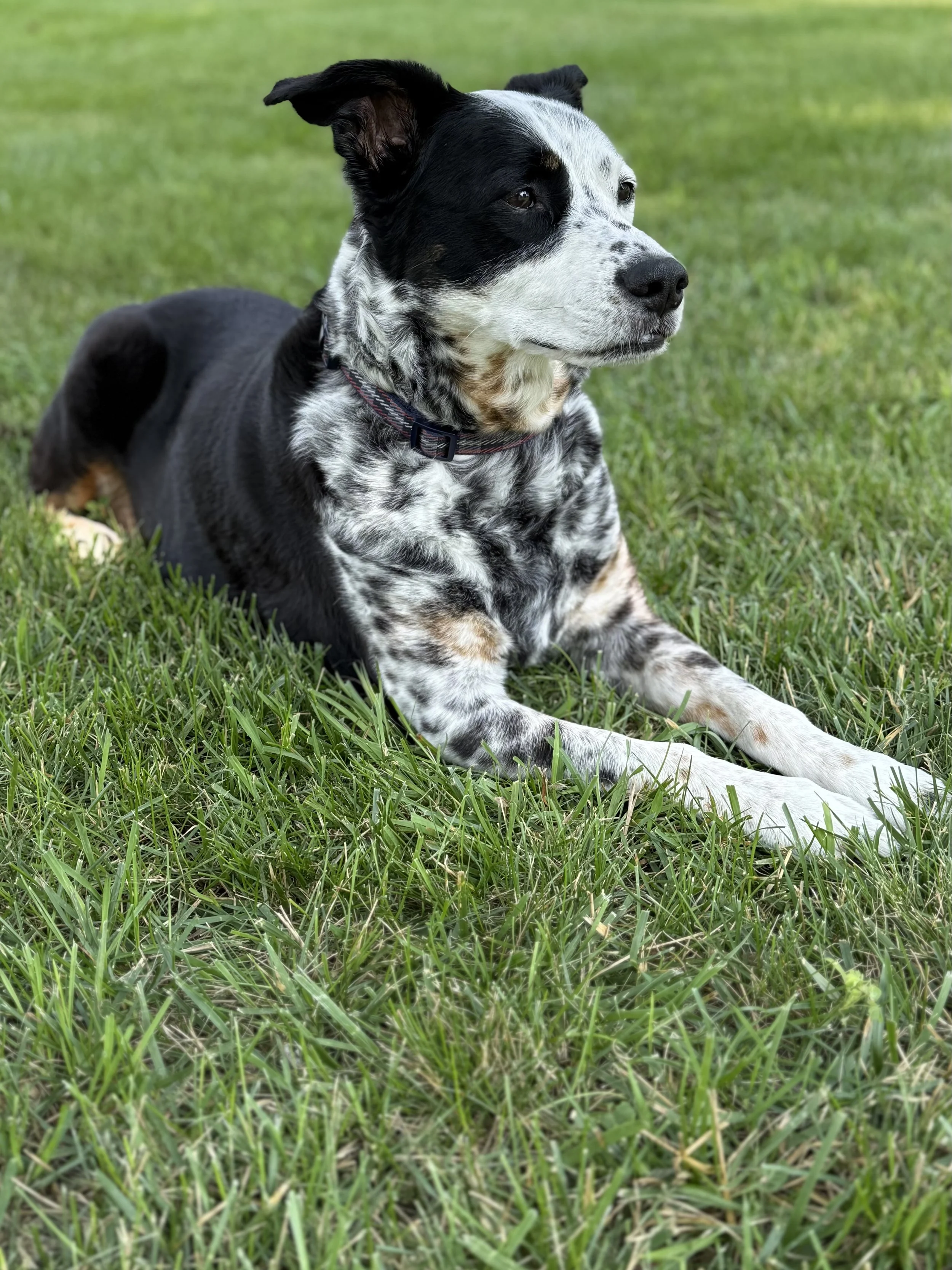 A black and white dog resting contentedly in the summer grass with the person who loves him most.
