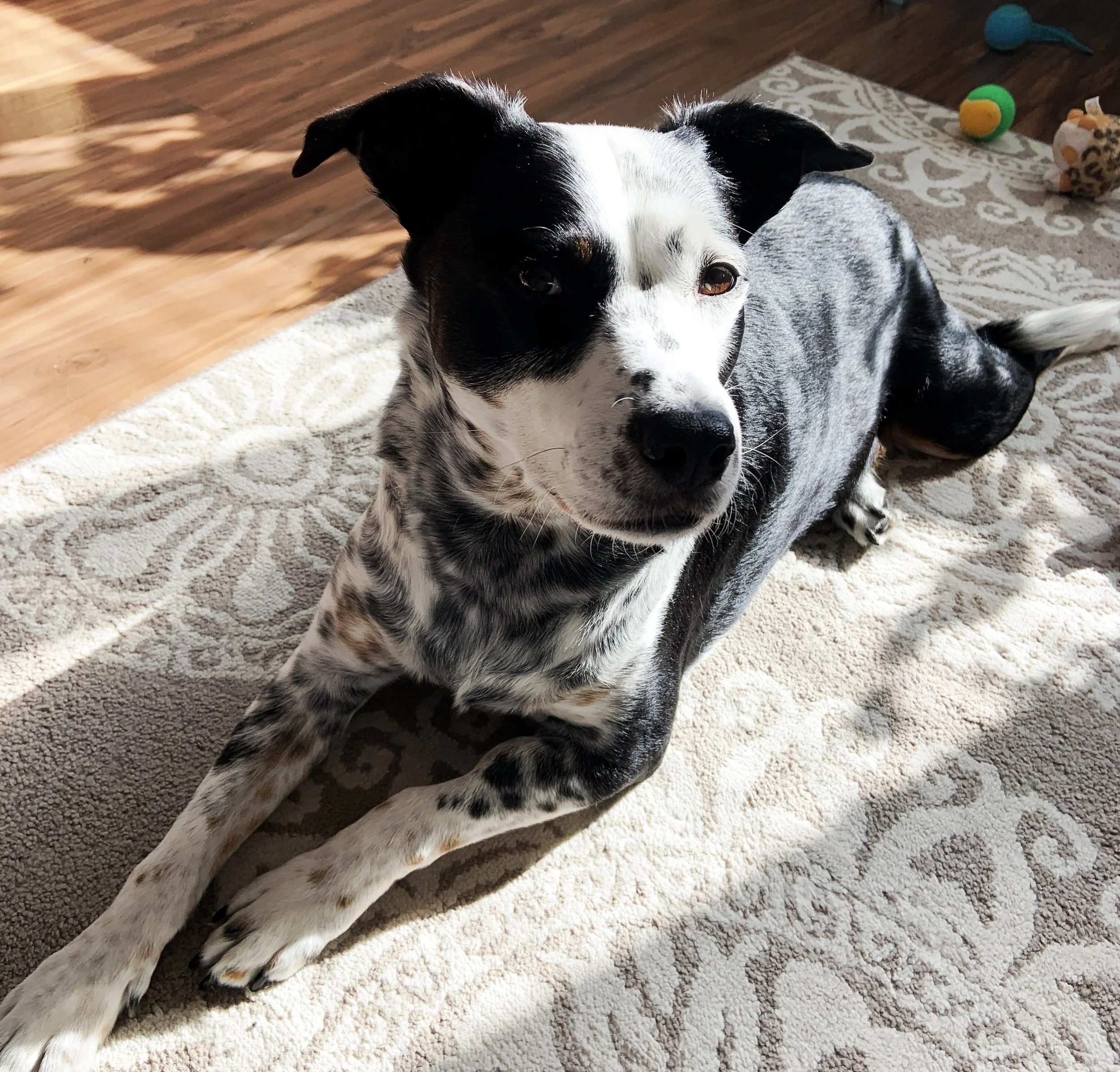 A black and white dog sitting inside in a patch of morning sun looking at the person who loves him most.