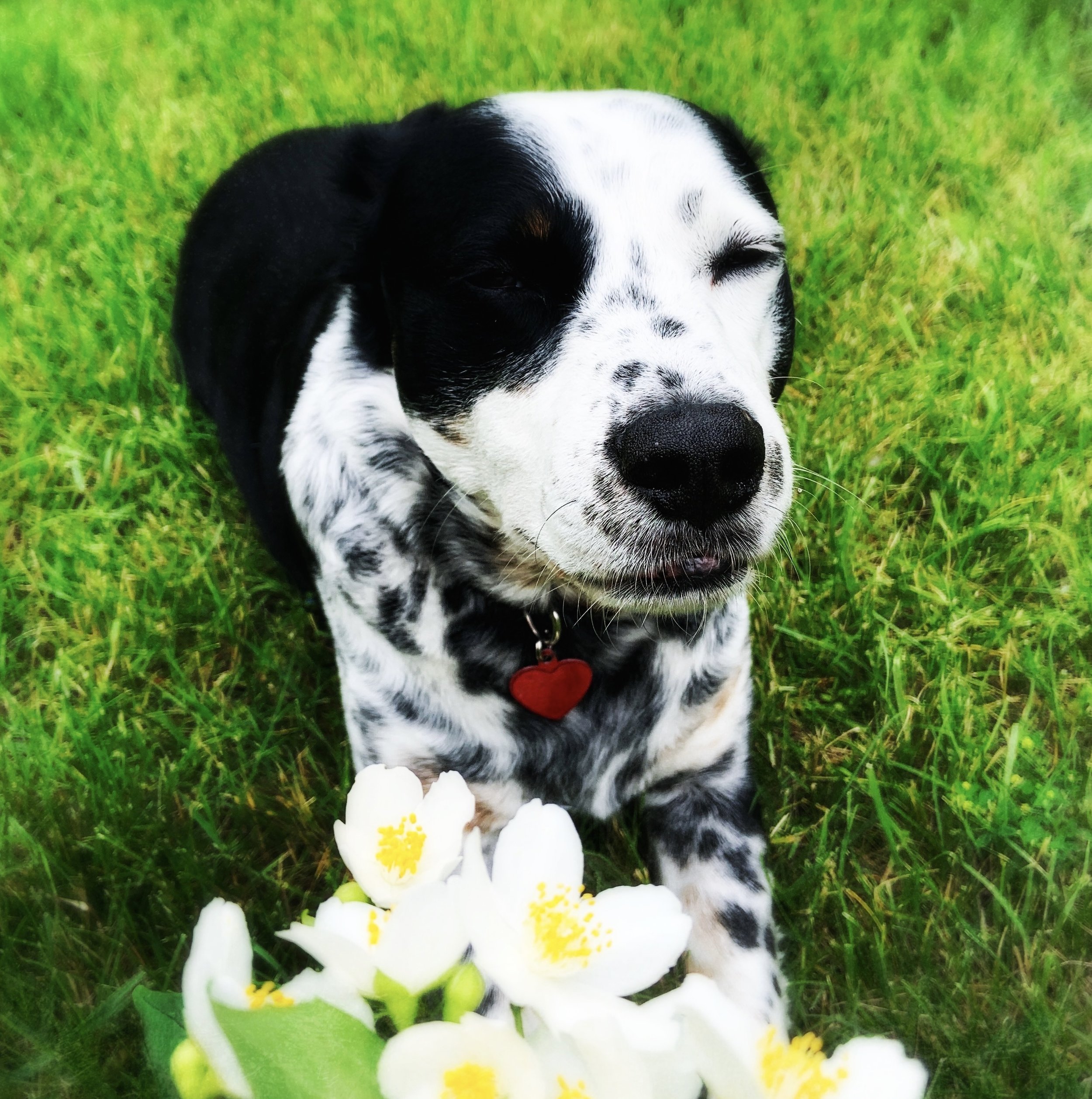 A black and white dog lays in the summer grass with a bouquet of mock orange flowers in front of him with the person who loves him most.