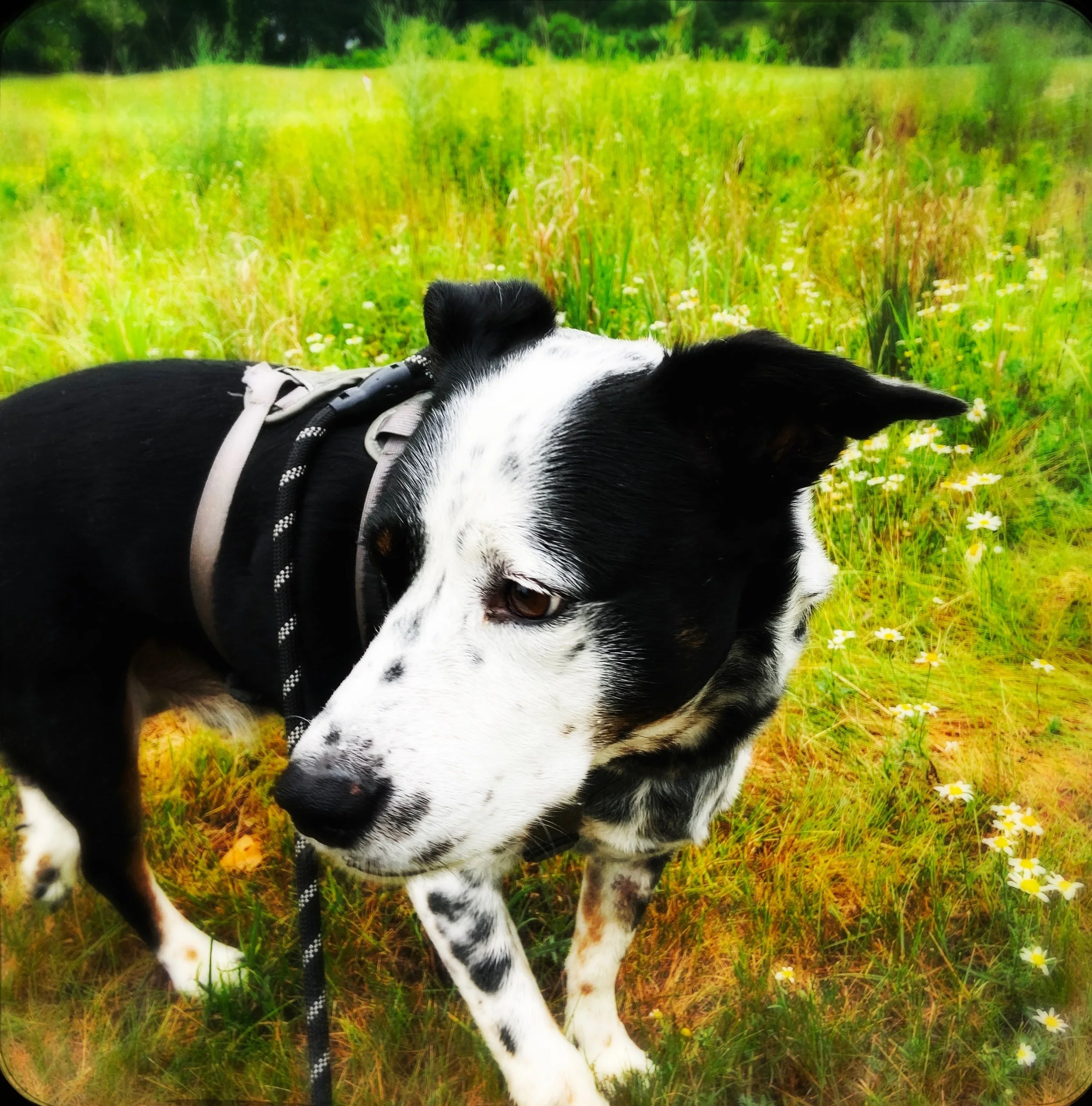 A black and white dog walking in summer with the person who loves him most.