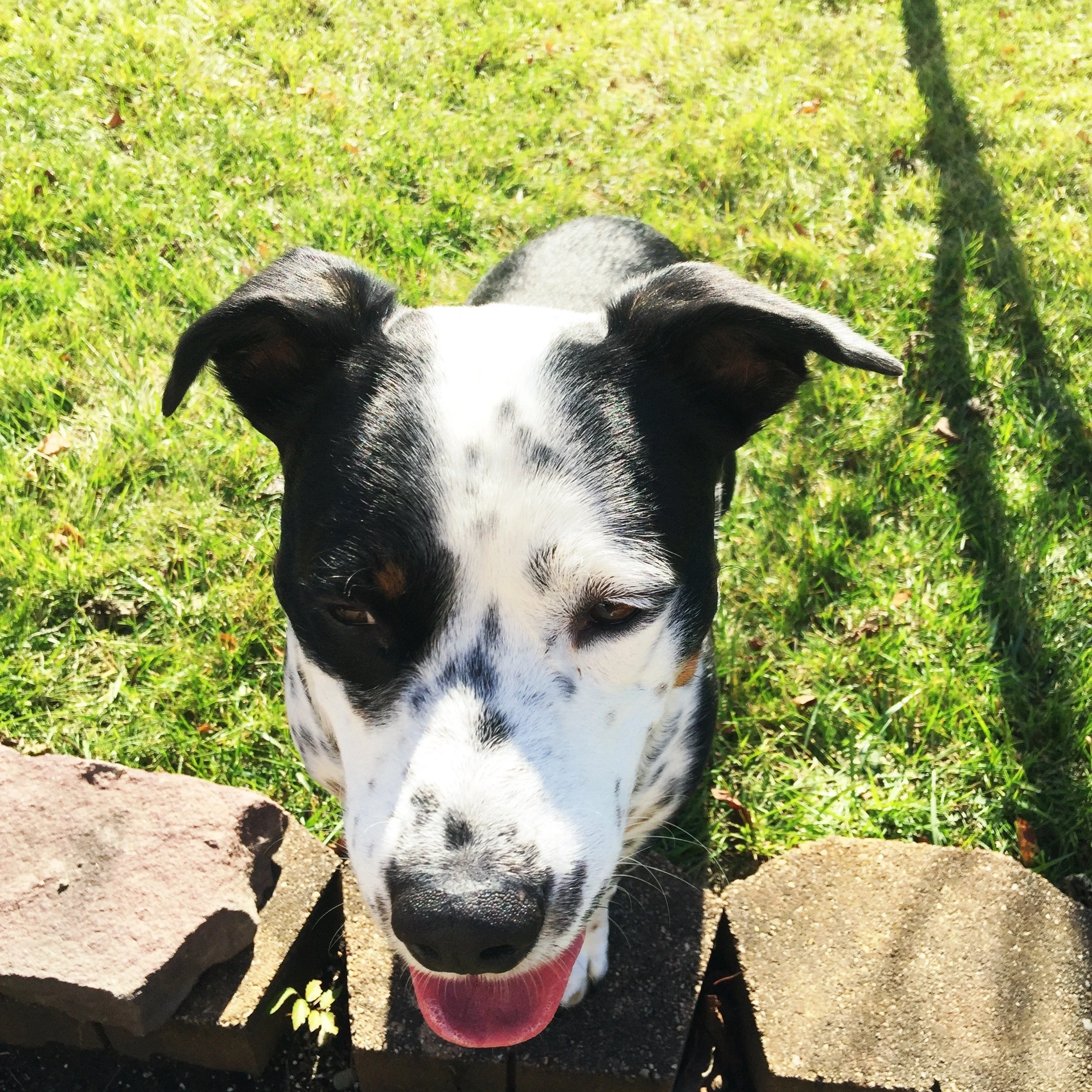 A black and white dog standing outside on a sunny summer day with the person who loves him most.