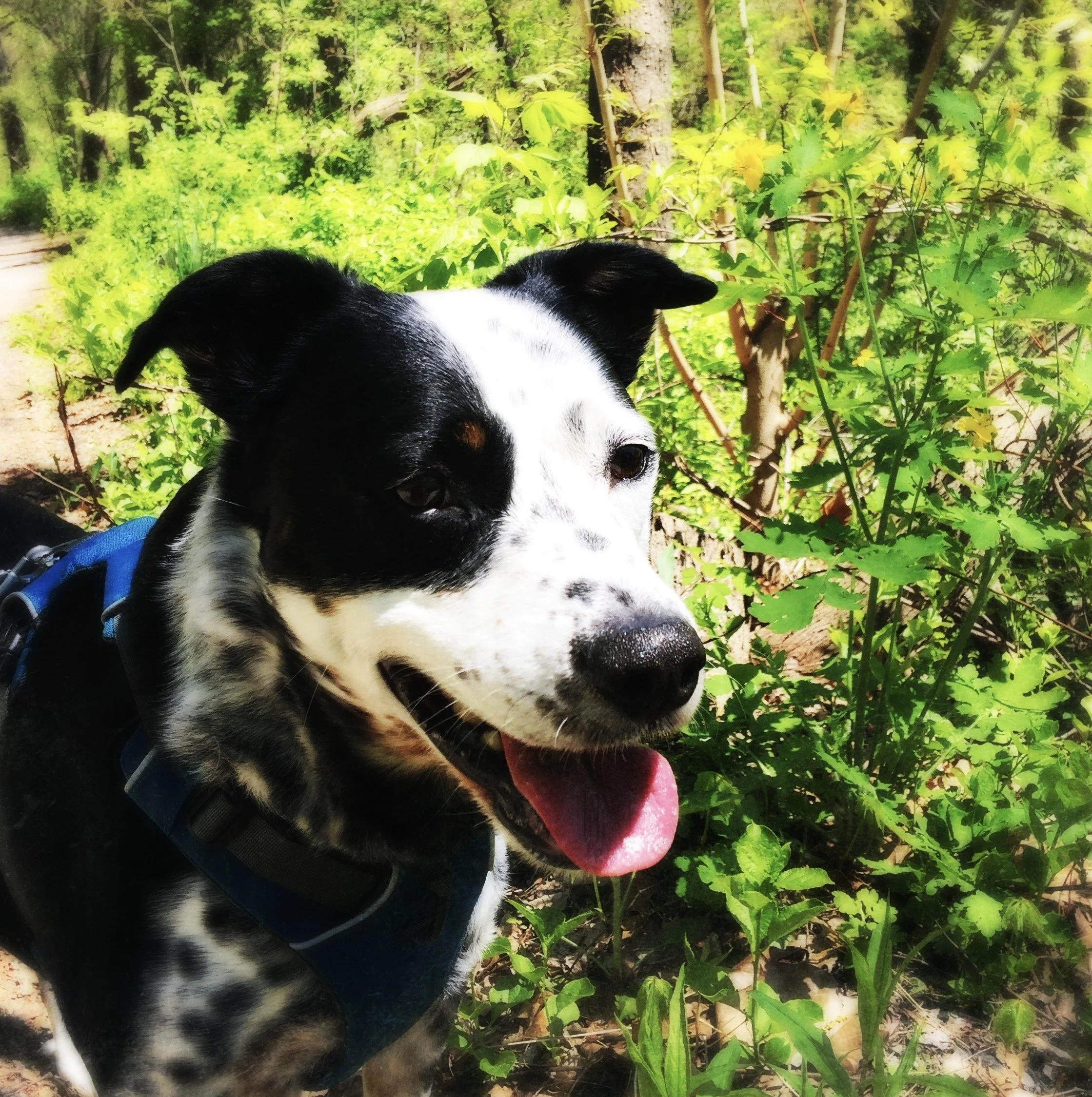 A black and white dog smiles on a wooded path on a sunny day with the person who loves him most.