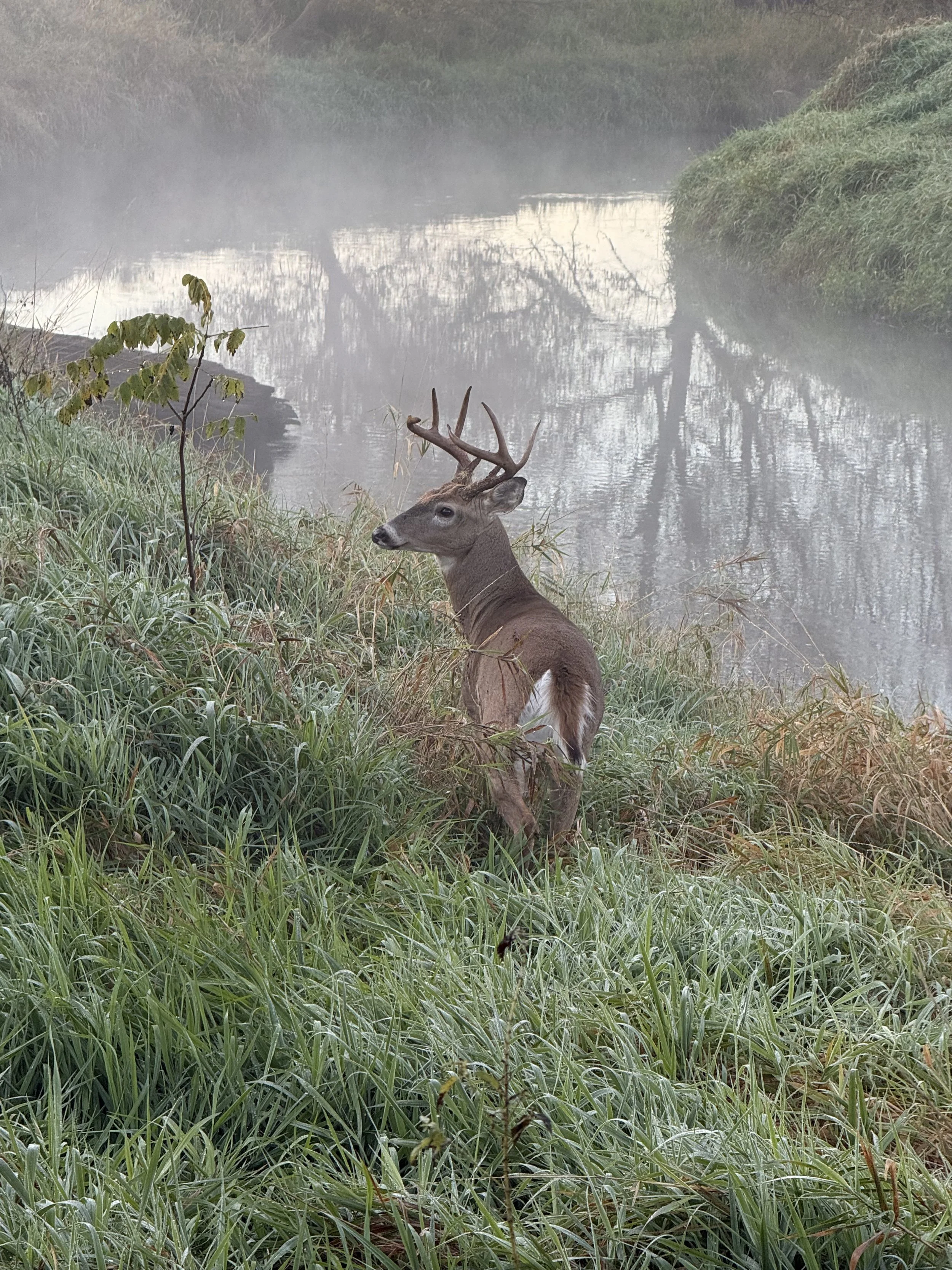 A buck with large antlers looks startled at the edge of a creek on a foggy fall morning.