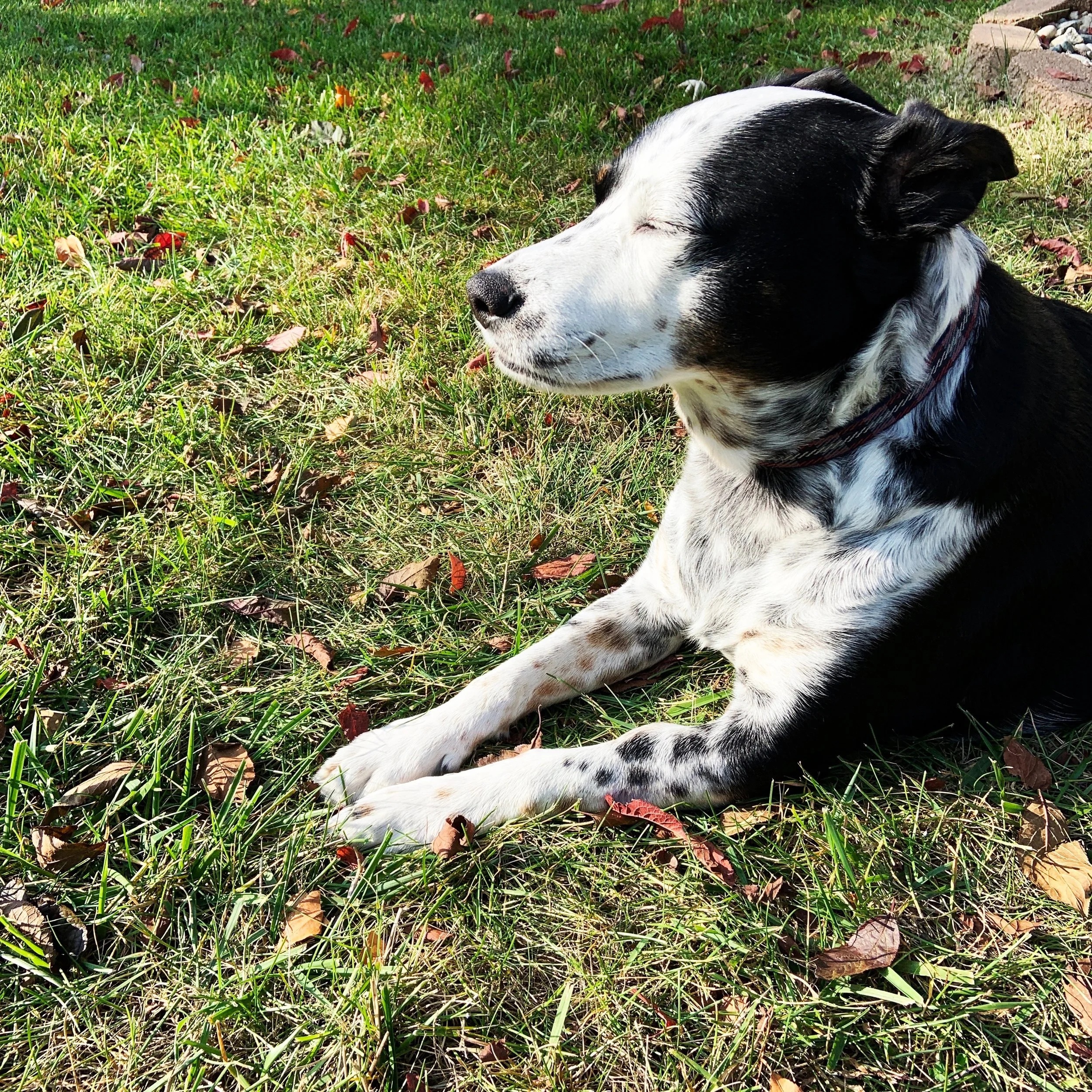 A black and white dog sits with his eyes closed in the grass lit by full sunshine with the person who loves him most.