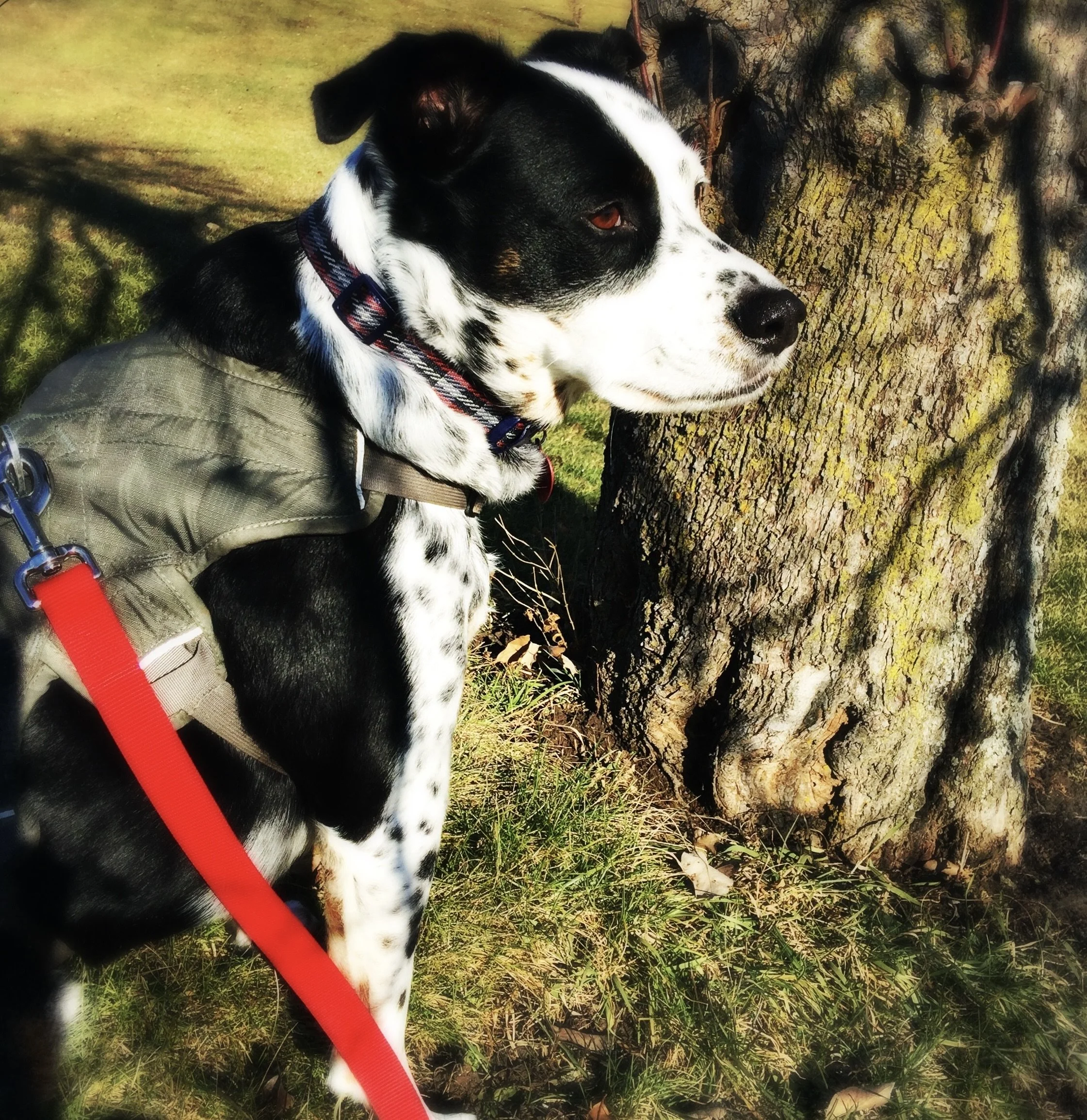 A black and white dog sitting by a tree in sunshine with the person who loves him most.