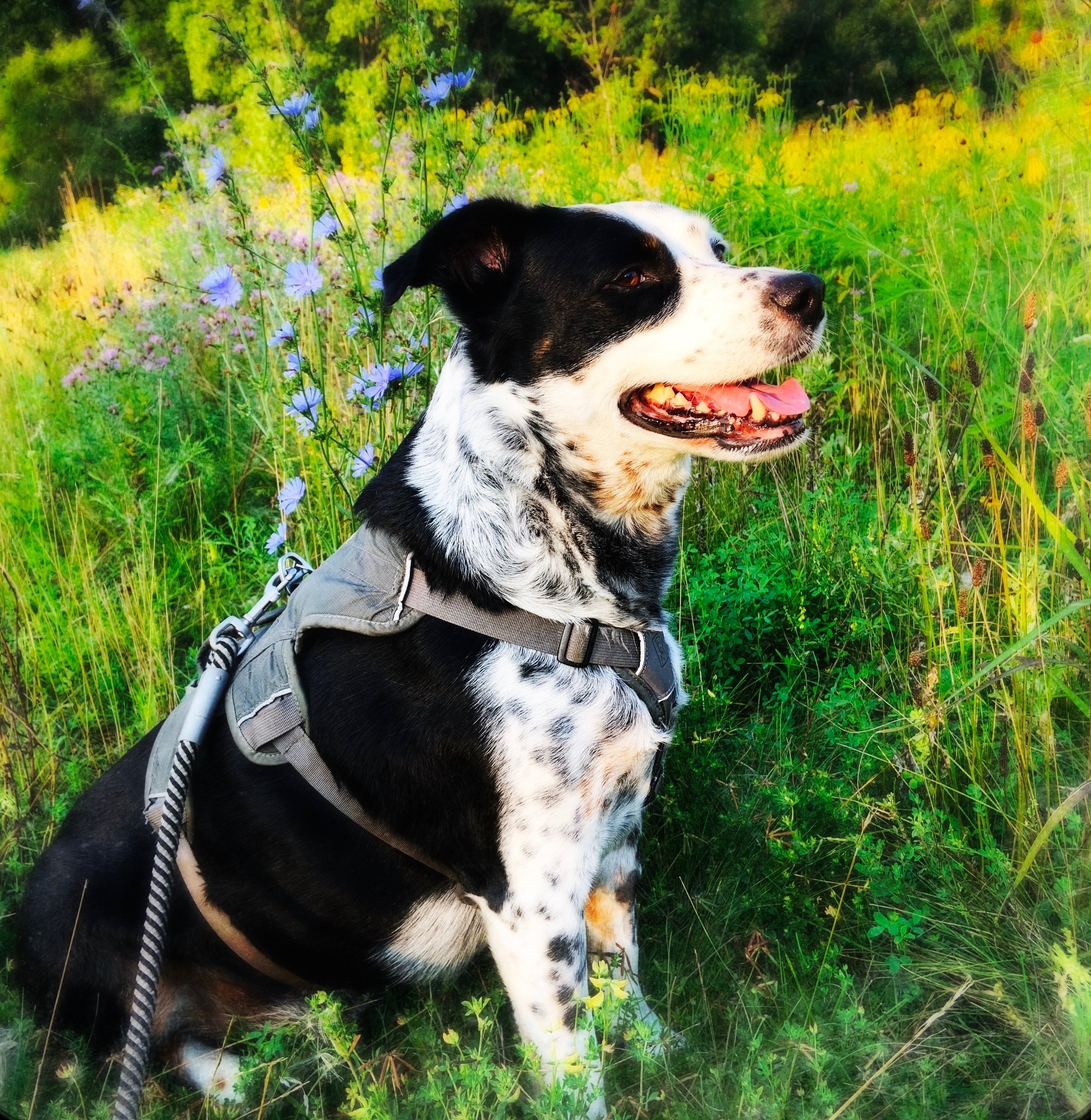 A black and white dog stands in a meadow with blue chicory blooming next to him with the person who loves him most.