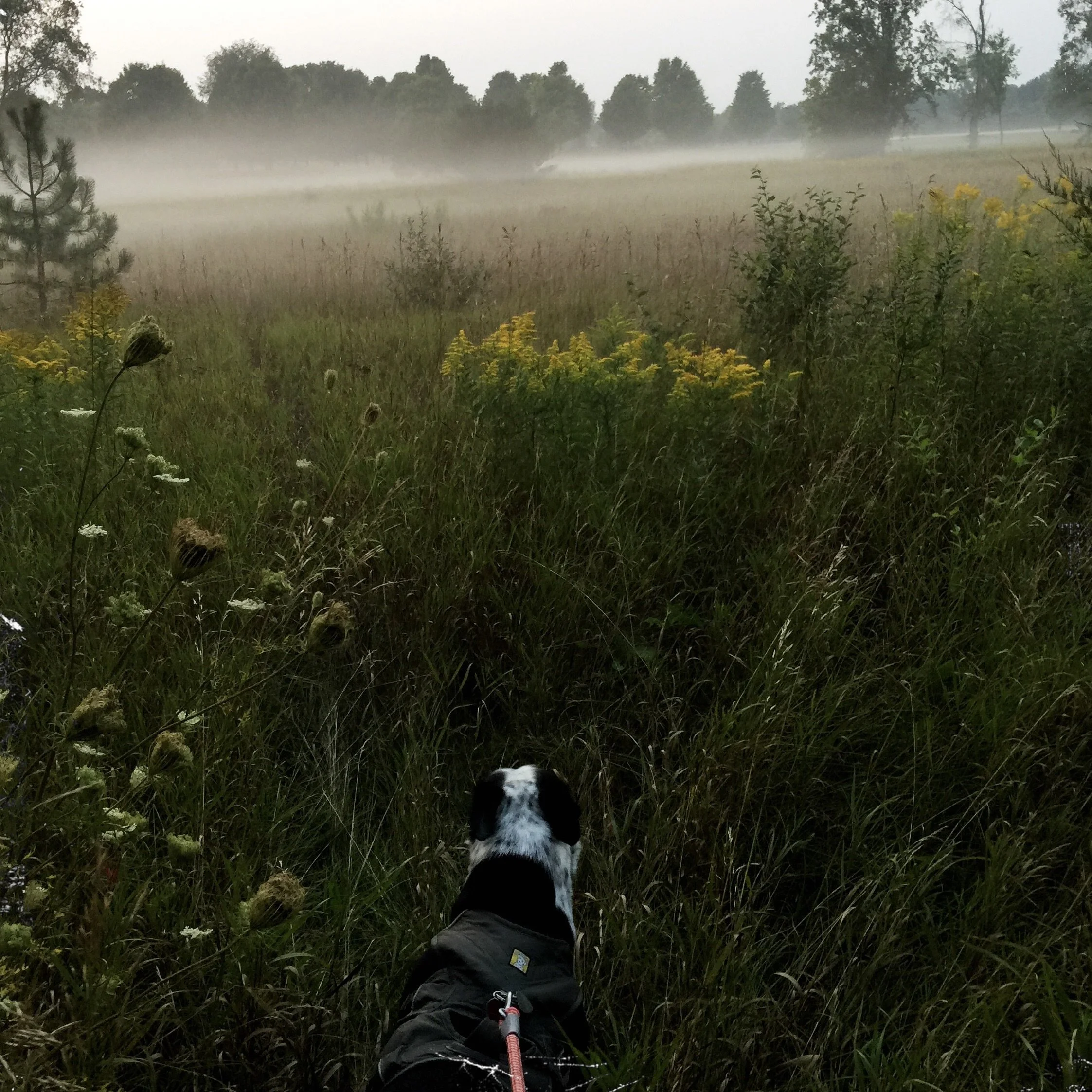 A black and white dog walks through tall grass and goldenrod towards a field cover in thick, low-hanging fog with the person who loves him most.