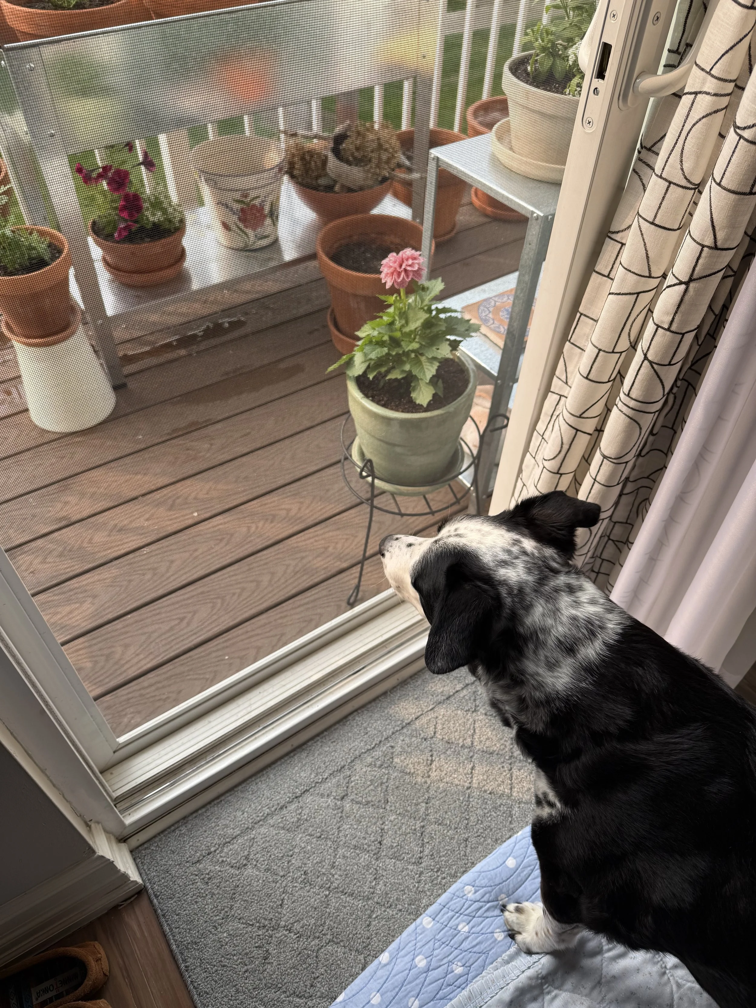 A black and white dog looks out on a balcony of potted flowers in early summer with the person who loves him most.