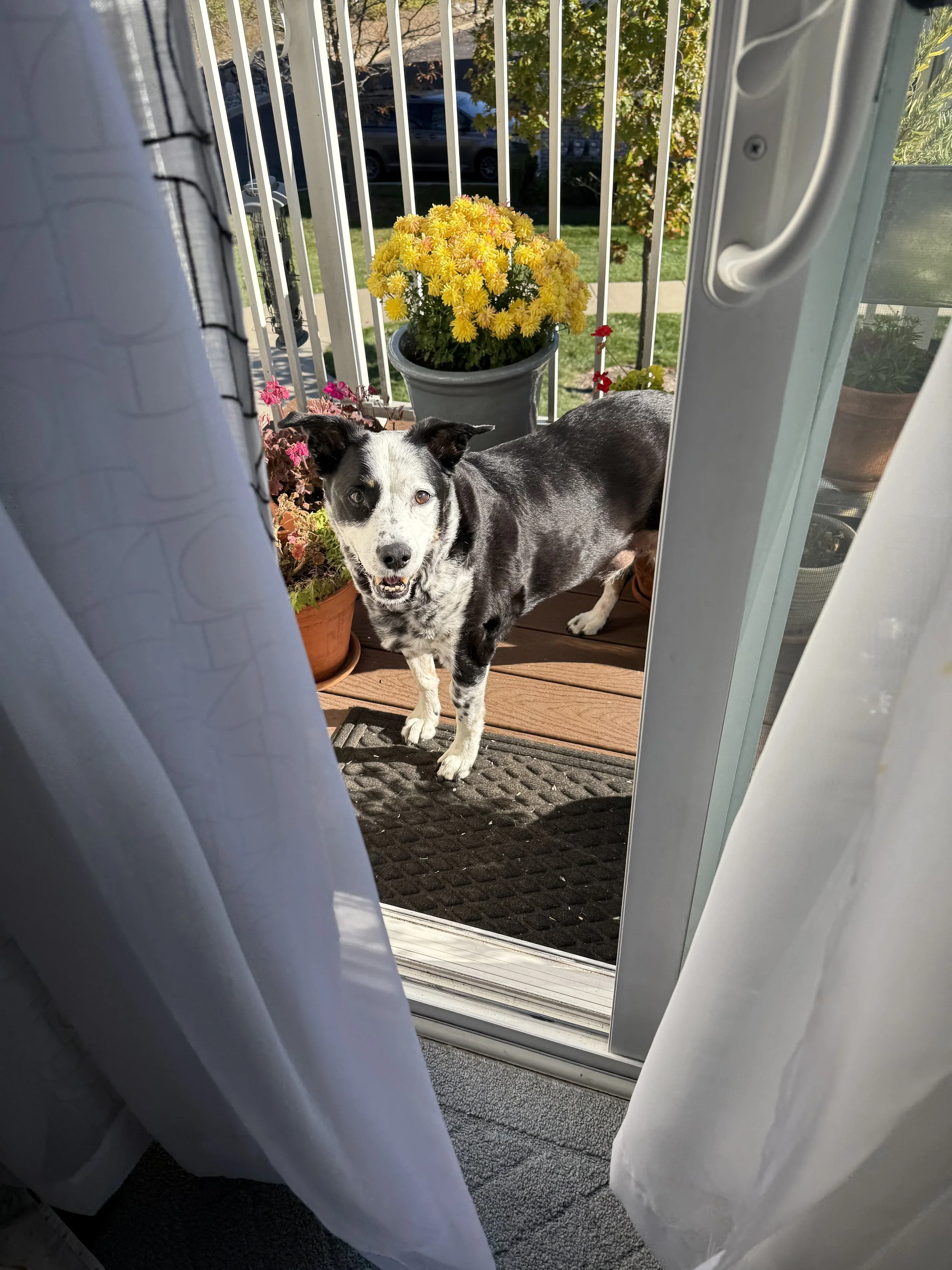 A black and white dog stands on a balcony on a sunny October day looking at the person who loves him most.