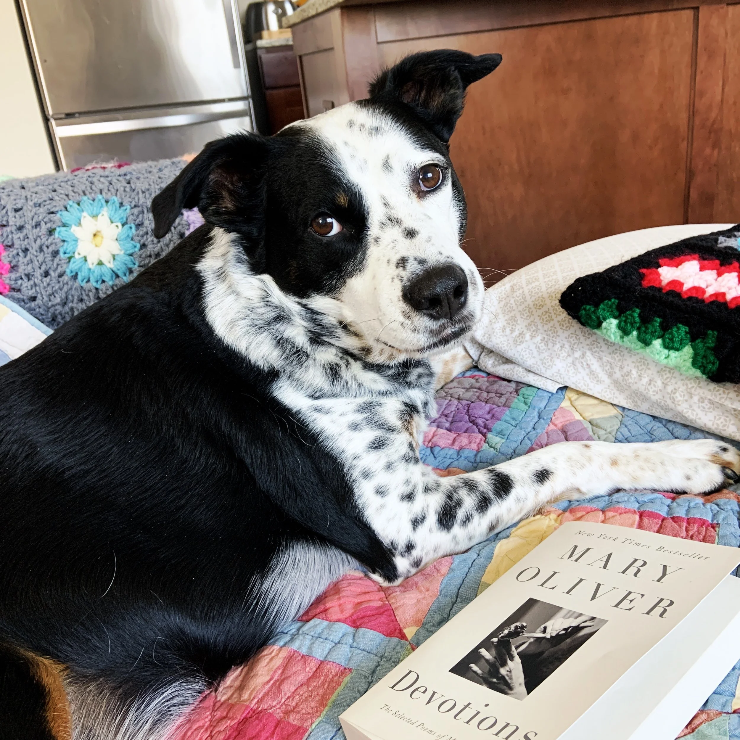 A black and white dog sitting on the couch with a copy of Mary Oliver's Devotions looking at the person who loves him most.