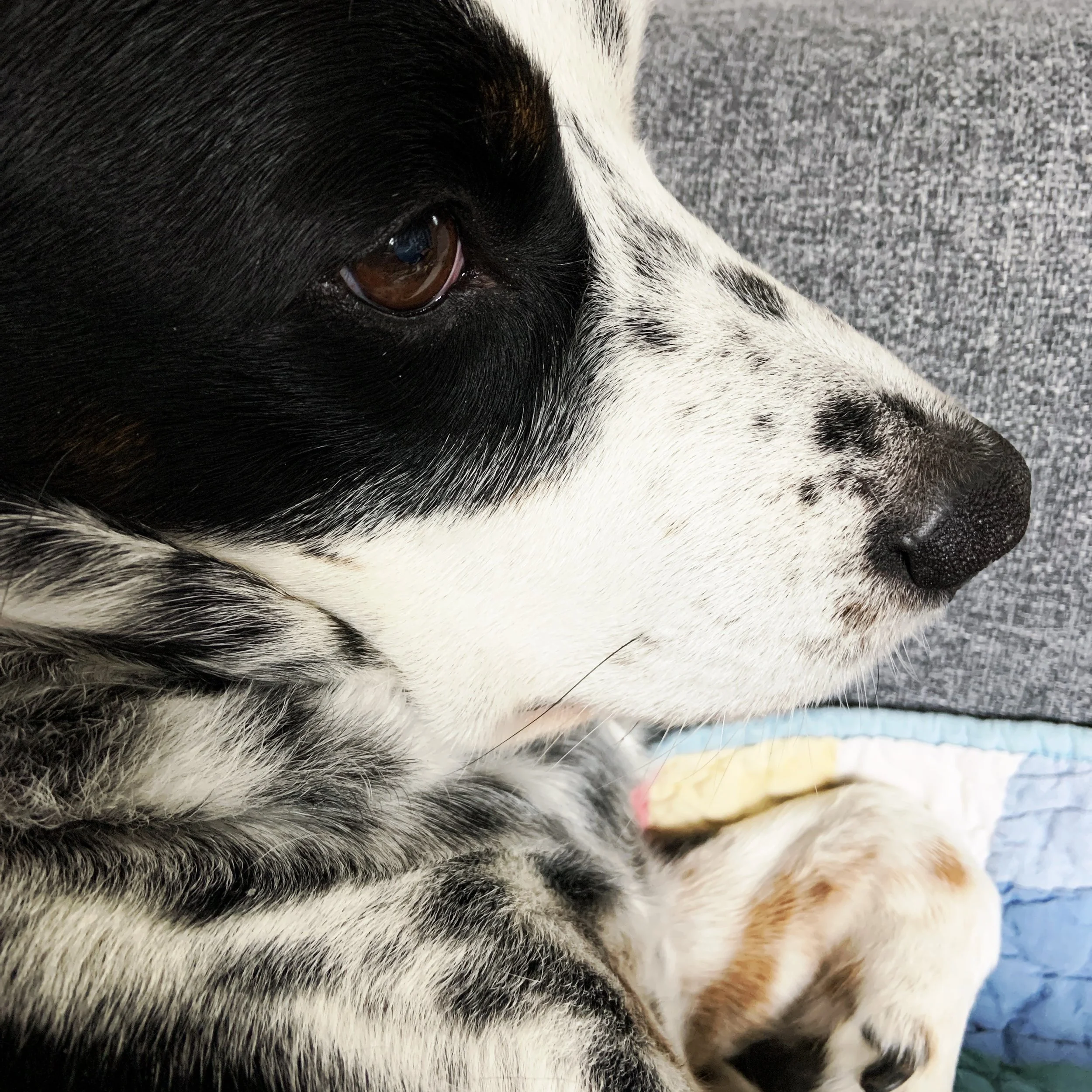 A black and white dog sits calmly with the person who loves him most.