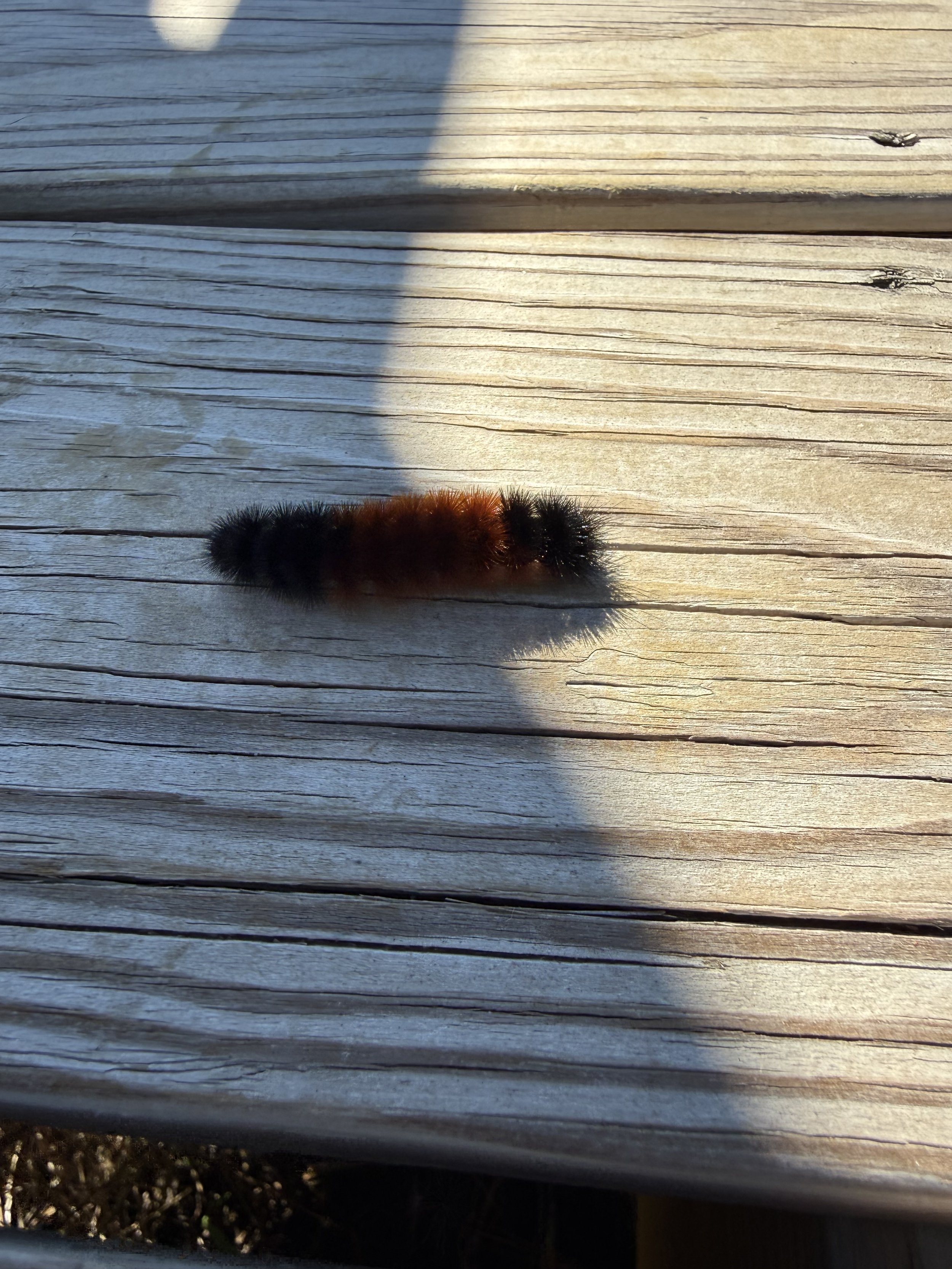 A banded woolly bear caterpillar on a wooden boardwalk half lit by sun in October.