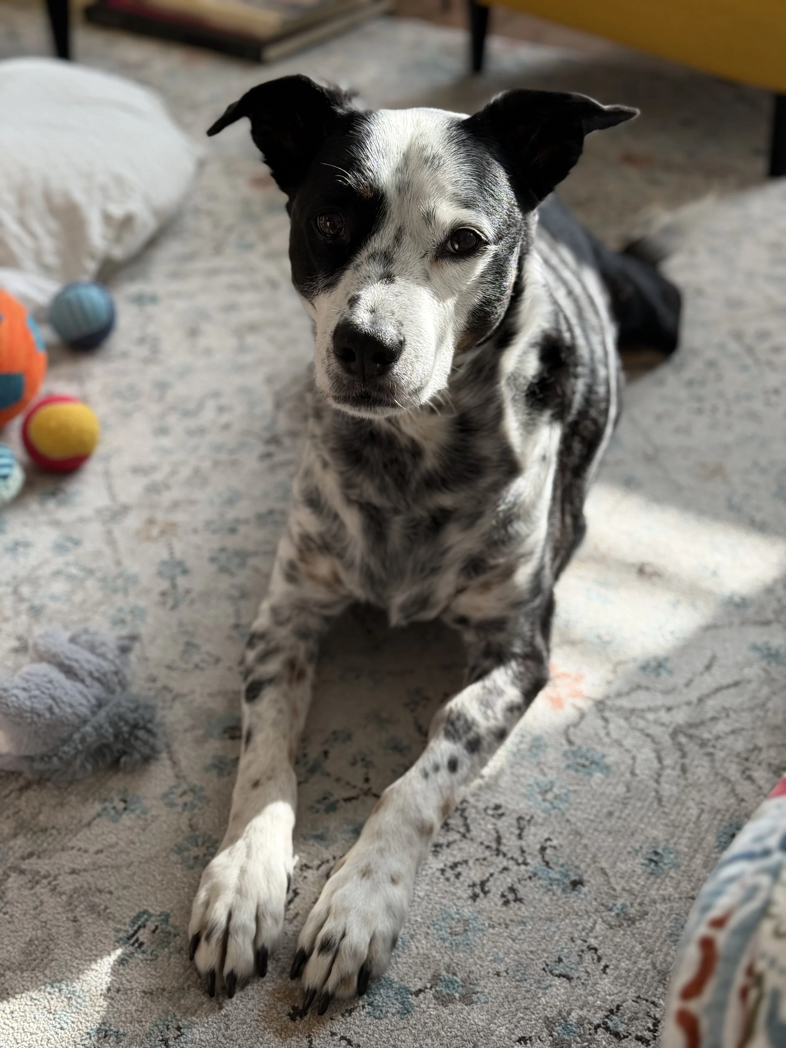 A black and white dog sitting inside looking at the person who loves him most.