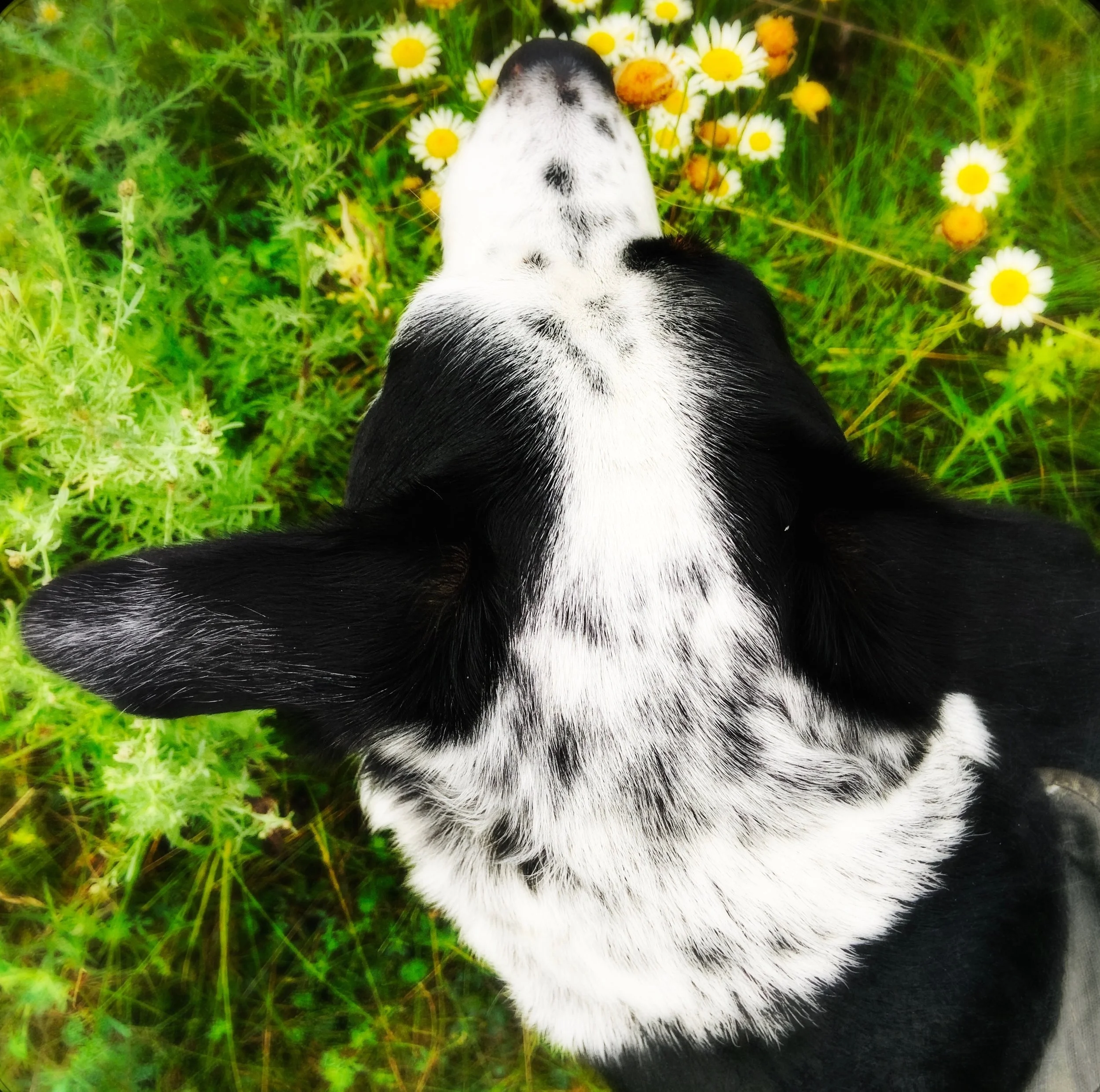 A black and white dog walks through tall grasses and wildflowers in summer with the person who loves him most.