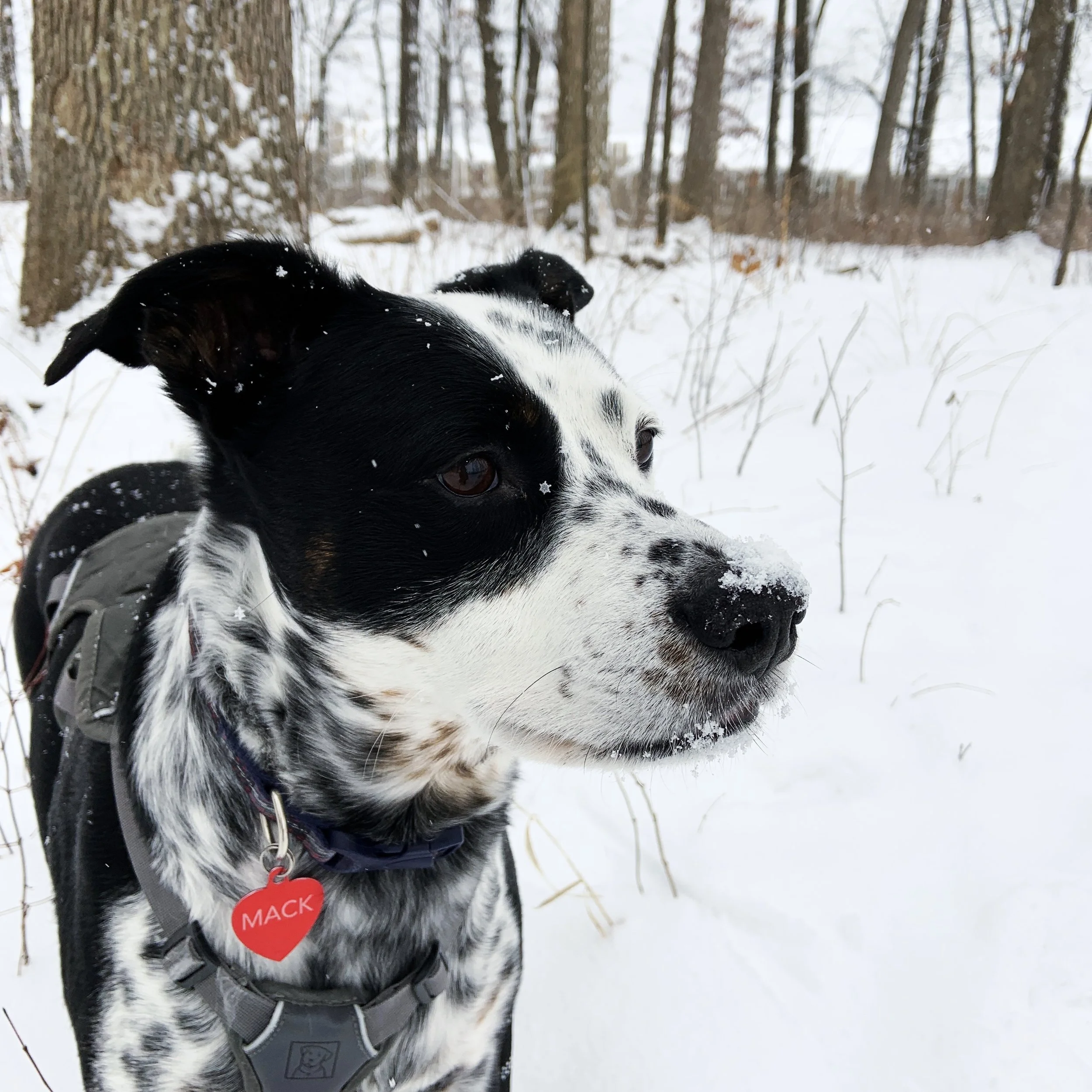 A black and white dog stands in a forest in wintertime with a perfect snowflake on his black eye patch.