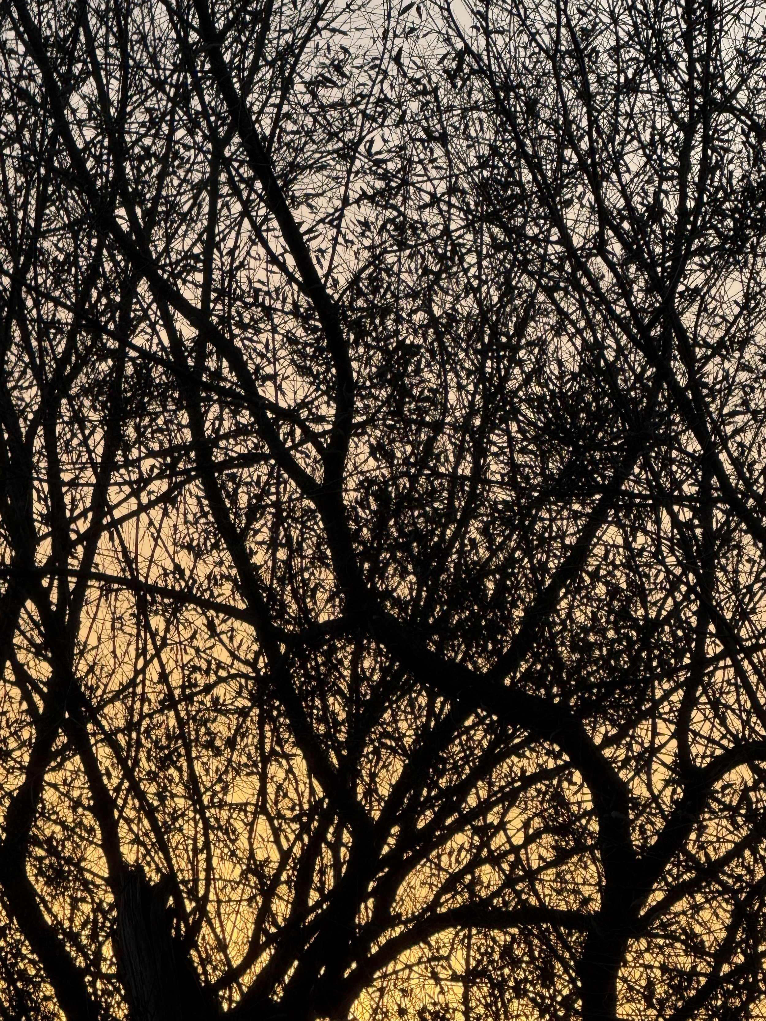 The silhouette of tall tree branches against a sky in October dusk.