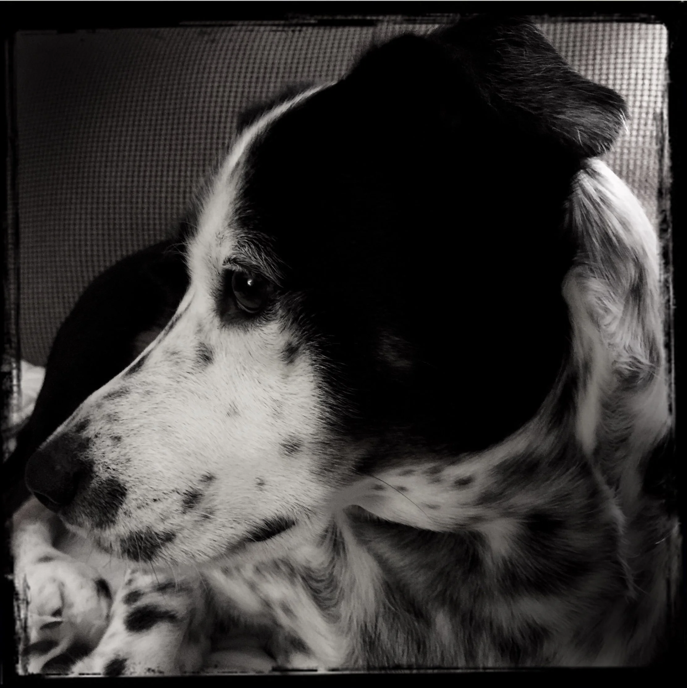 A black and white dog seen in profile close-in in the presence of the person who loves him most.